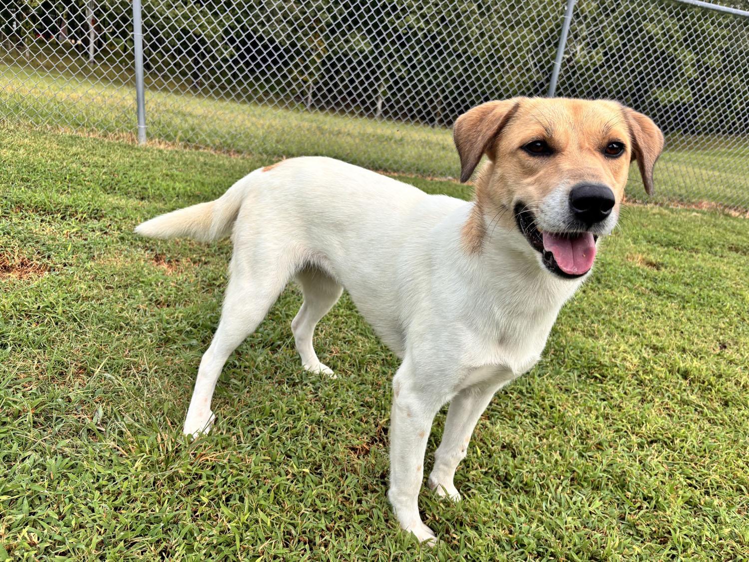 Enlarge Bambi, a Adoptable mixed breed in Savannah, TN image 2/4