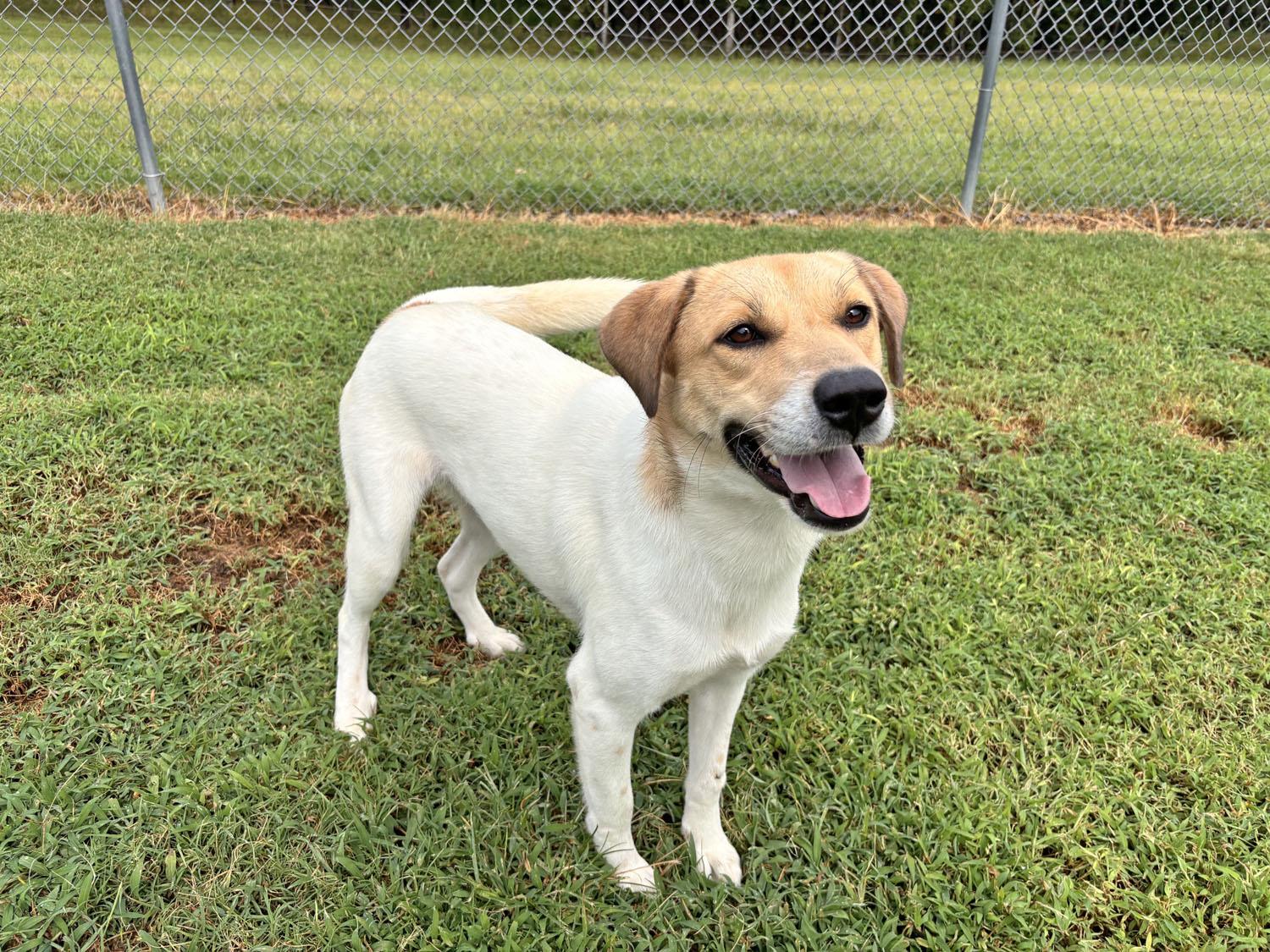 Enlarge Bambi, a Adoptable mixed breed in Savannah, TN image 4/4