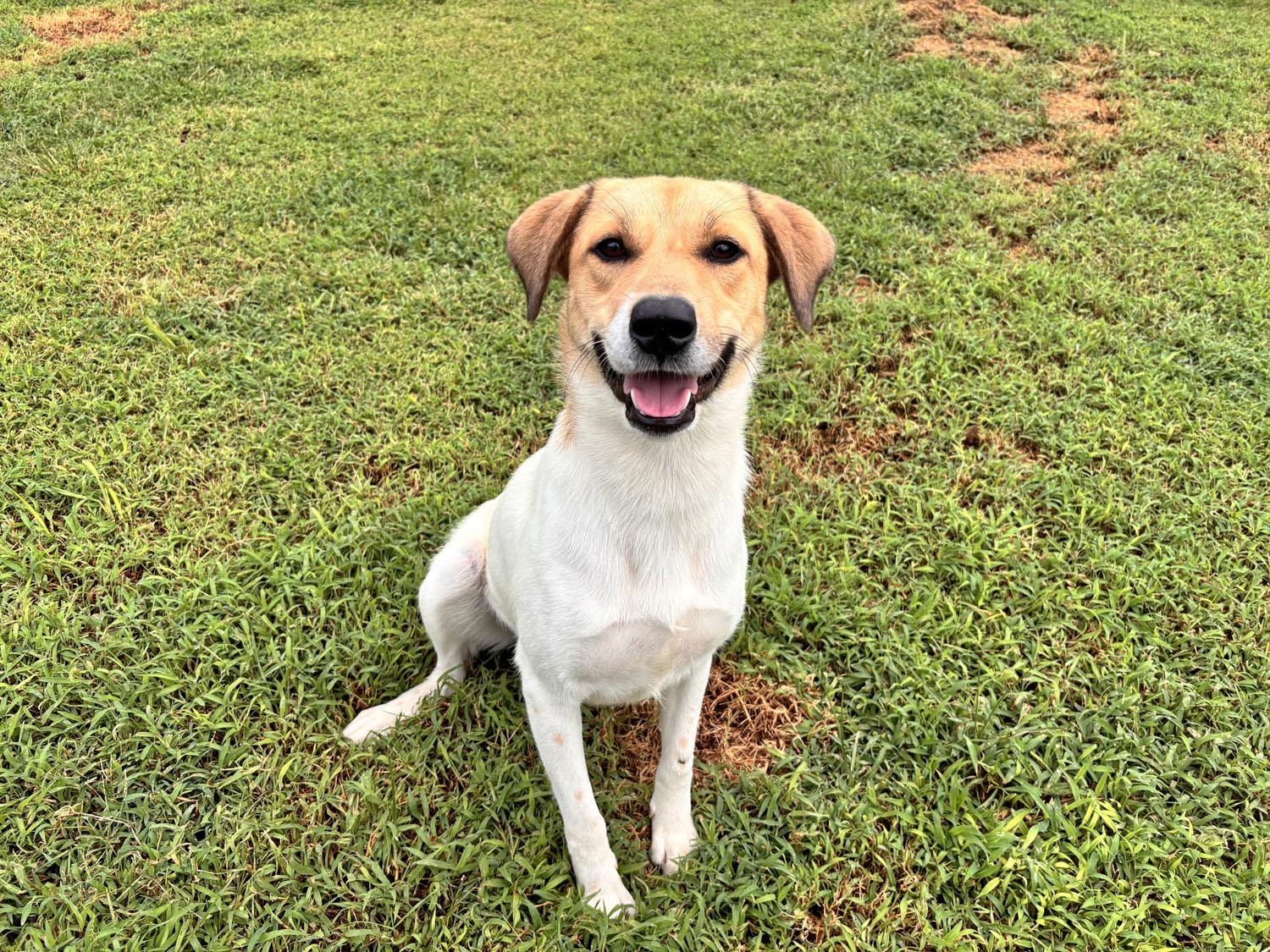 Enlarge Bambi, a Adoptable mixed breed in Savannah, TN image 1/4