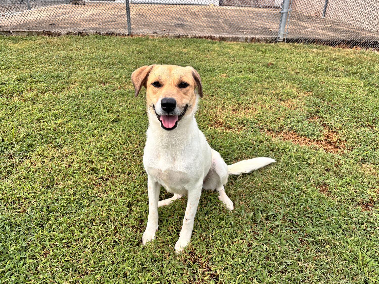 Enlarge Bambi, a Adoptable mixed breed in Savannah, TN image 3/4