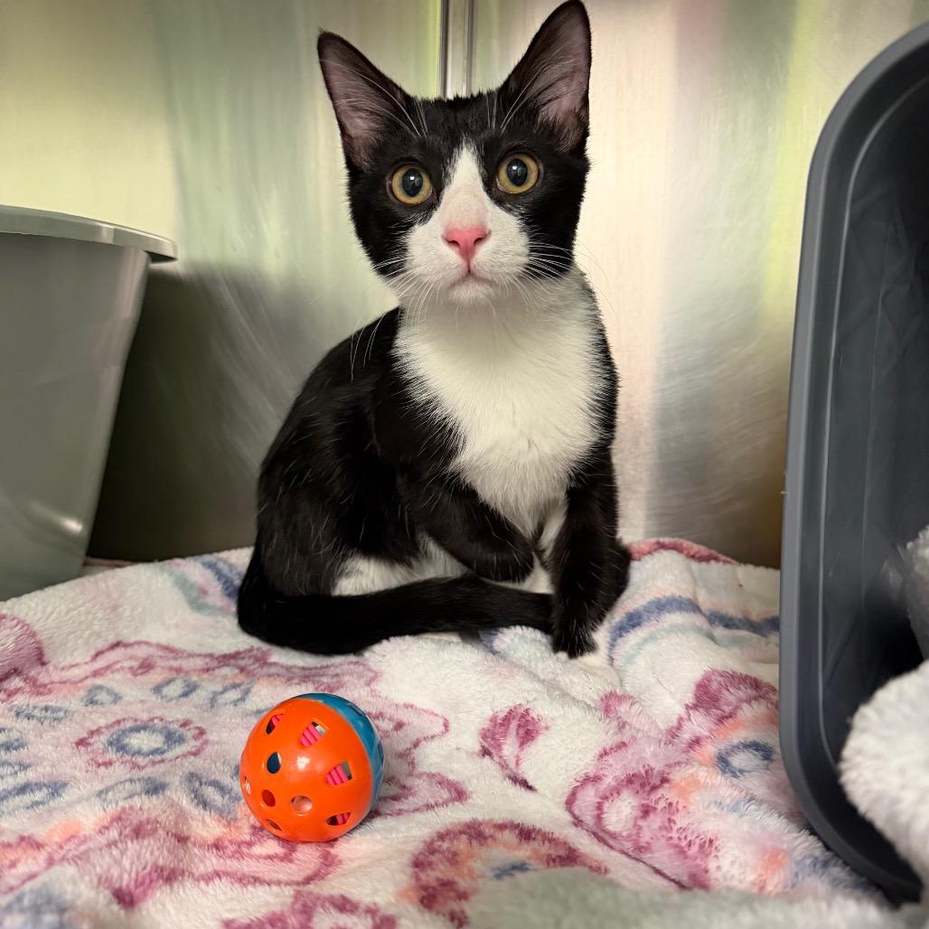 Joaquin, Adoptable, Kitten Male Domestic Short Hair.
