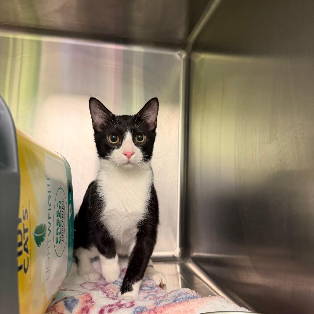 Enlarge Joaquin, a Adoptable Domestic Short Hair in Emporia, KS image 2/6