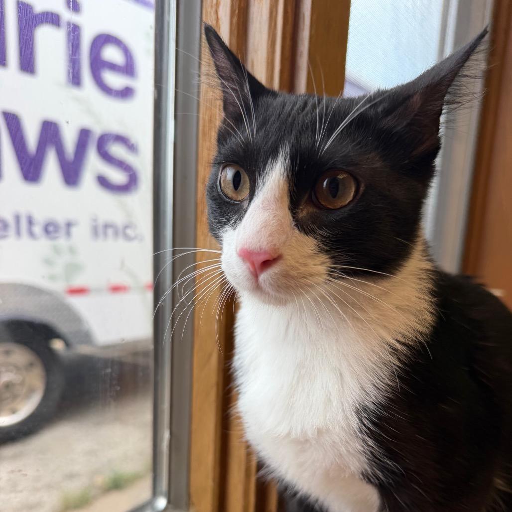 Enlarge Joaquin, a Adoptable Domestic Short Hair in Emporia, KS image 3/6