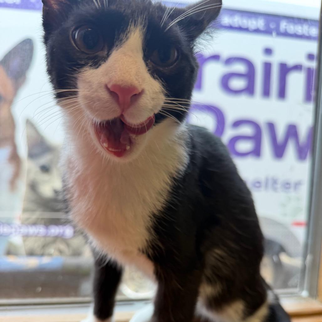 Enlarge Joaquin, a Adoptable Domestic Short Hair in Emporia, KS image 4/6