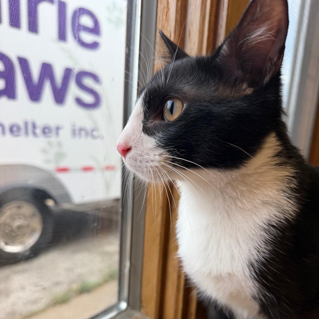 Enlarge Joaquin, a Adoptable Domestic Short Hair in Emporia, KS image 5/6