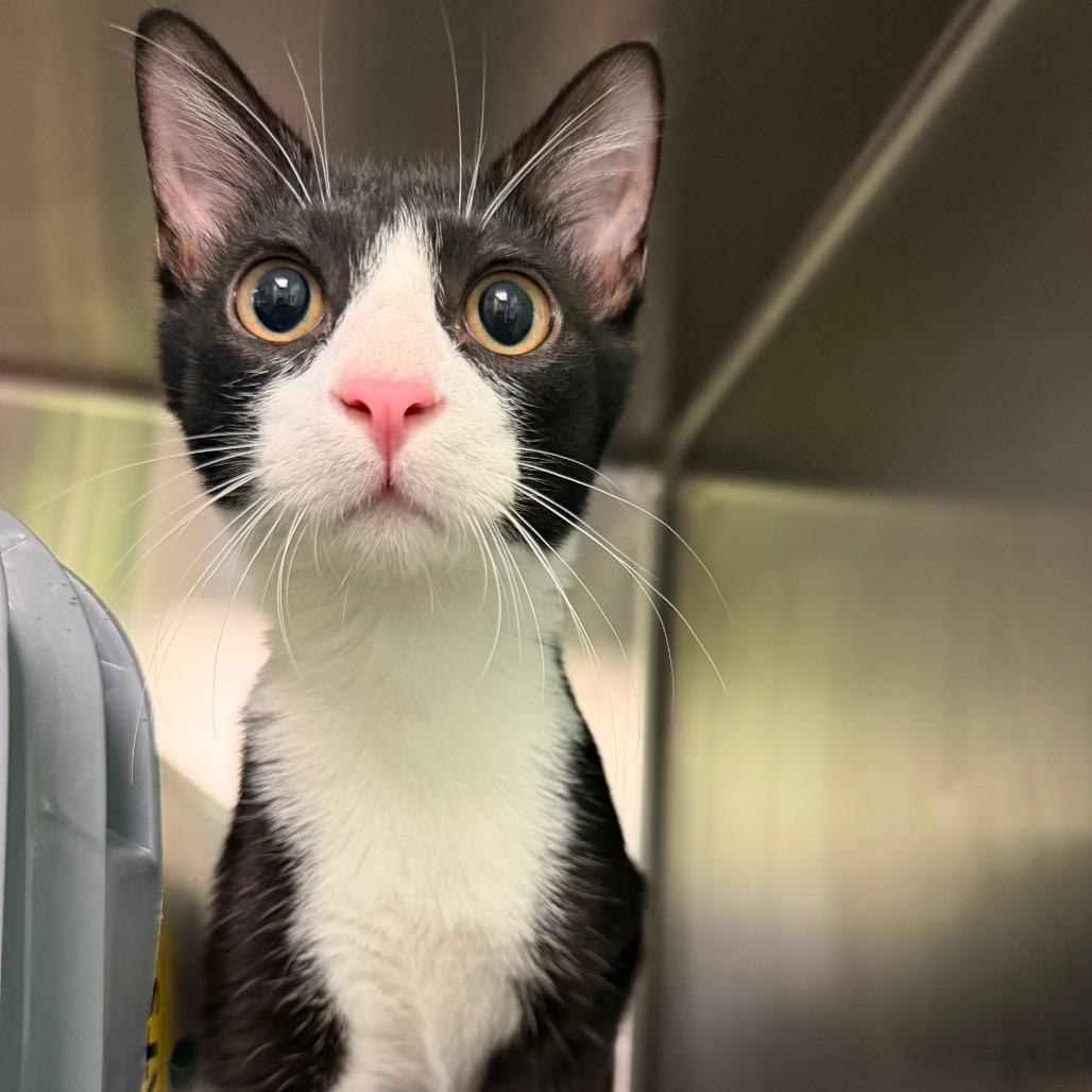 Enlarge Joaquin, a Adoptable Domestic Short Hair in Emporia, KS image 6/6
