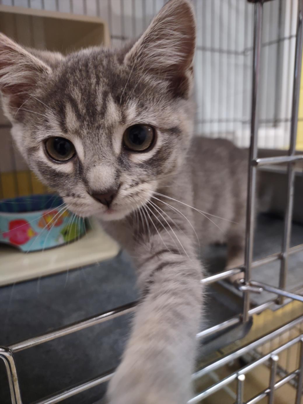 LING, Adoptable, Adult Female Domestic Short Hair.