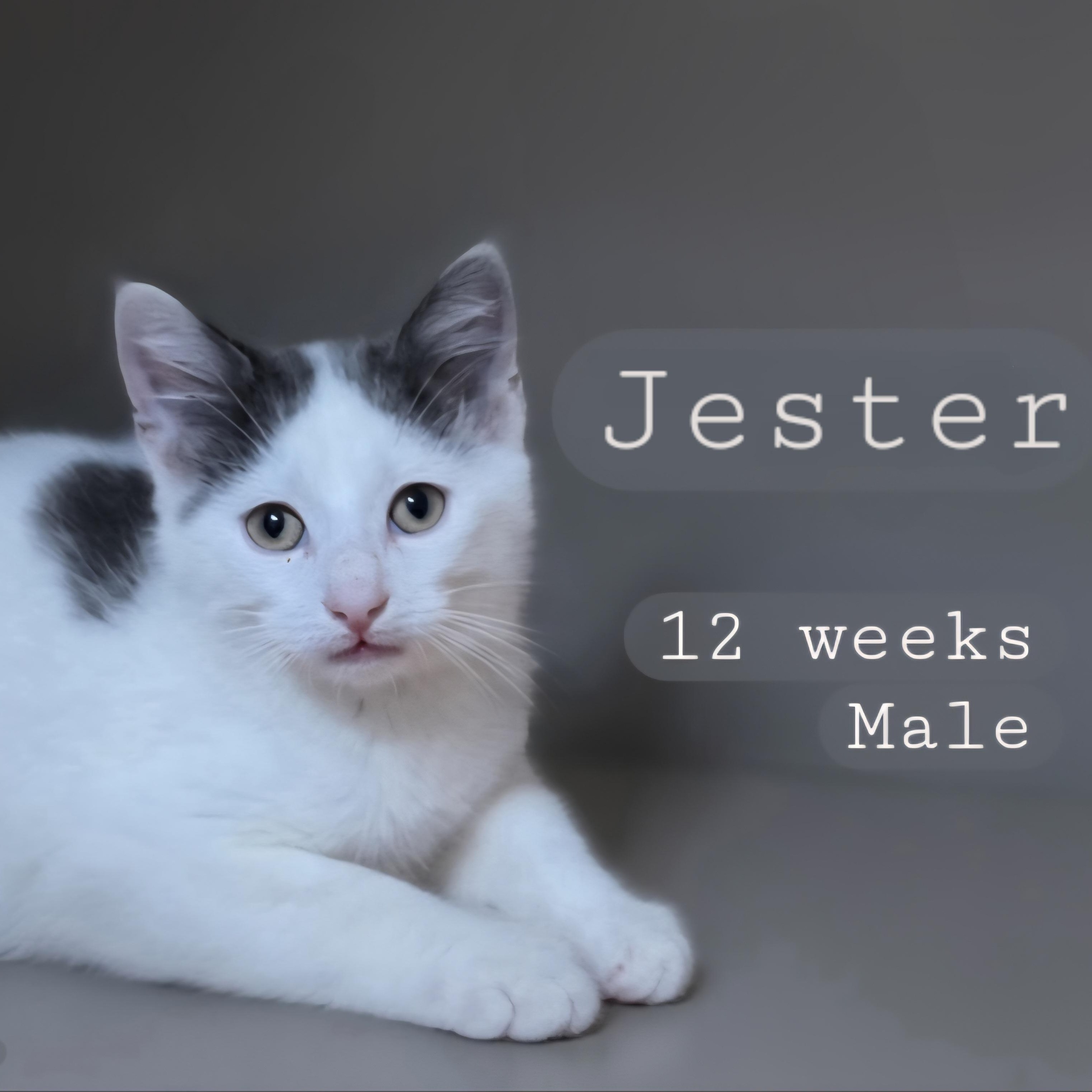 Jester