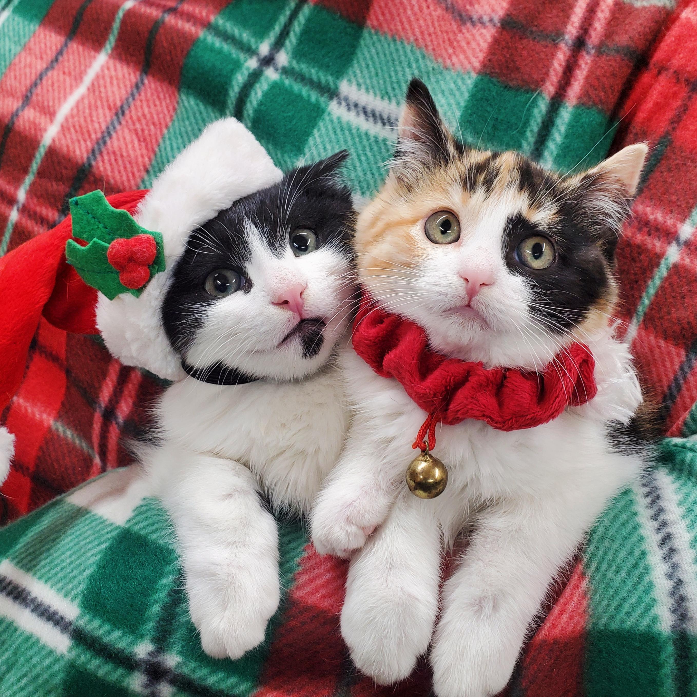 Enlarge Rigel & Bella, a Adoptable mixed breed in Marseilles, IL image 1/4