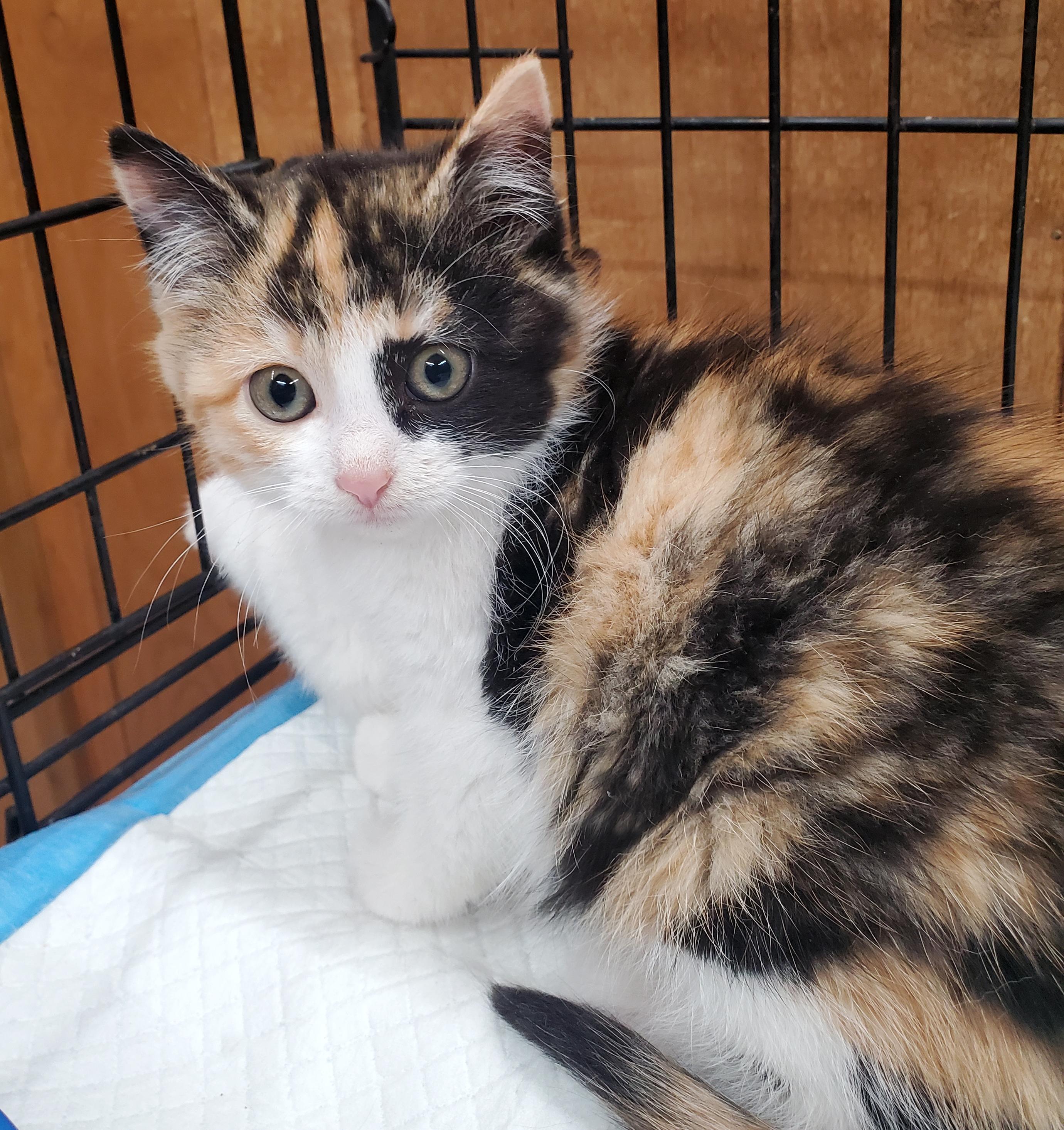 Enlarge Rigel & Bella, a Adoptable mixed breed in Marseilles, IL image 2/4