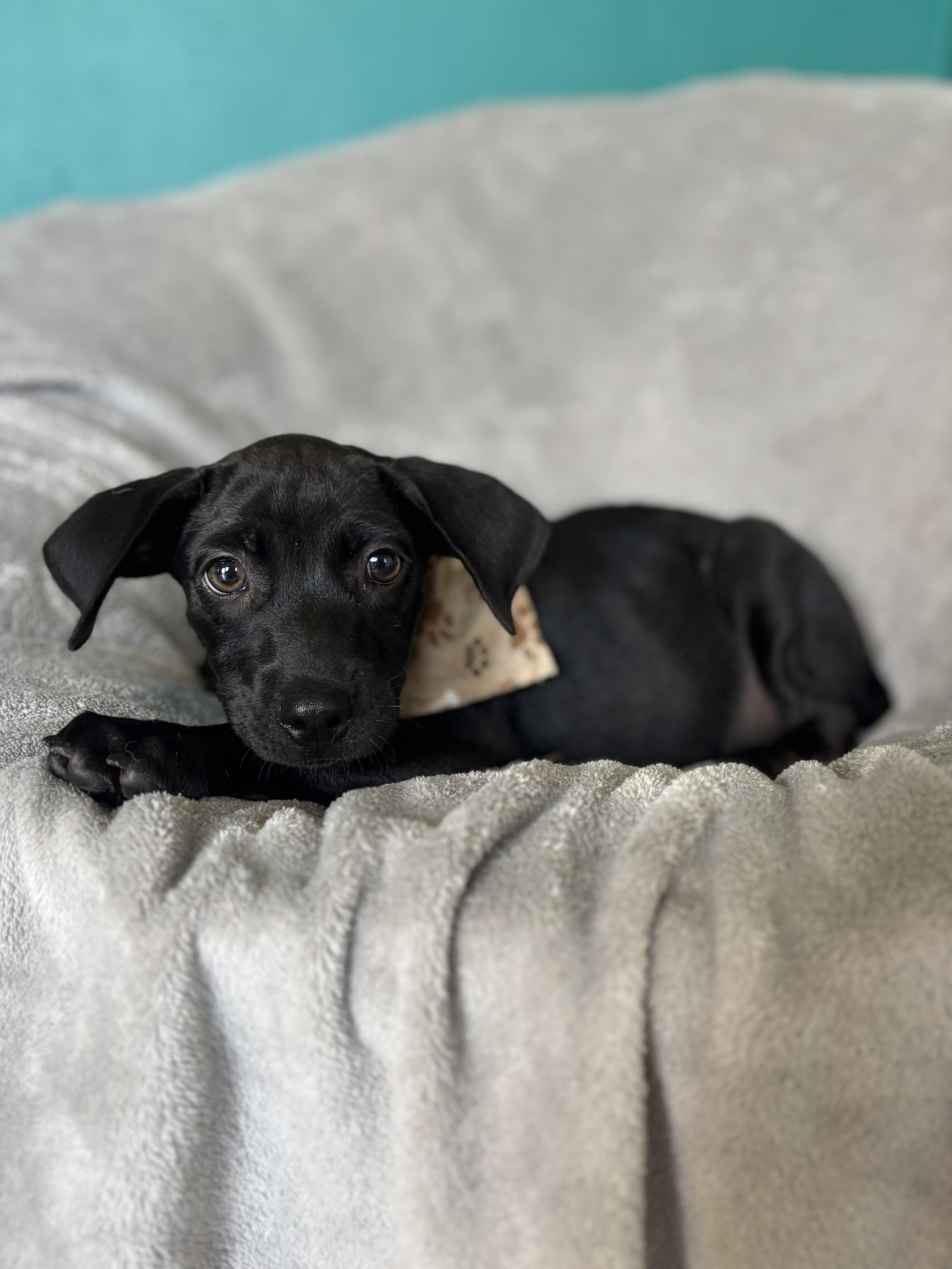 Mork, Baby Male Black Labrador Retriever