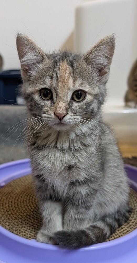 Molly #7, Adoptable, Kitten Female Domestic Short Hair & Domestic Short Hair.