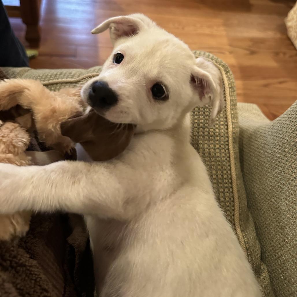 Radish, Adoptable, Puppy Male Chihuahua & Terrier.