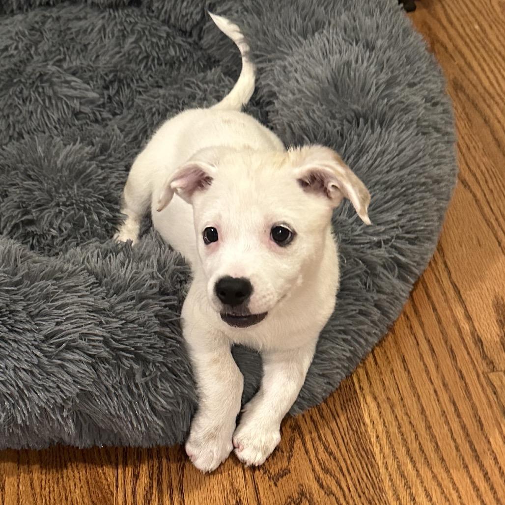 Enlarge Radish, a Adoptable mixed breed in Houston, TX image 2/4