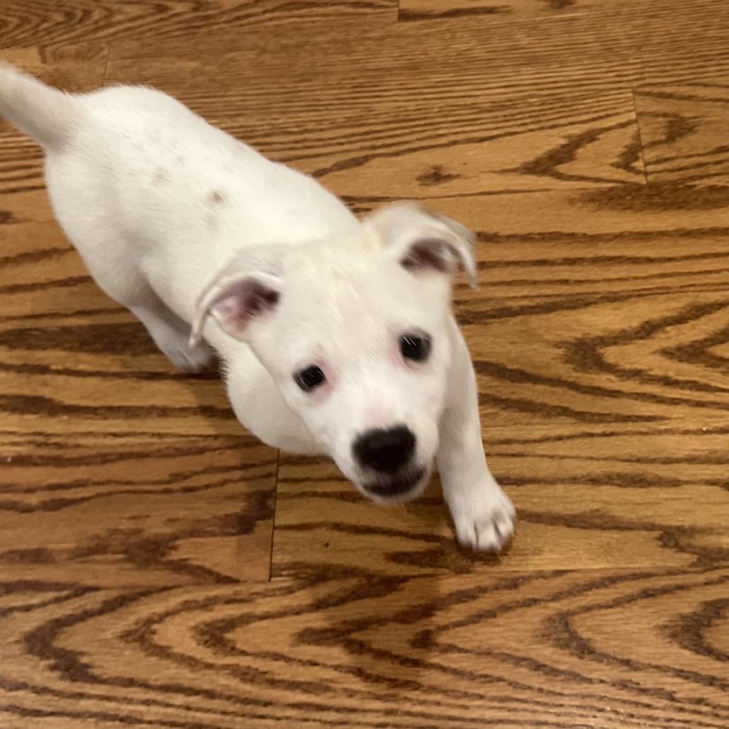 Enlarge Radish, a Adoptable mixed breed in Houston, TX image 3/4