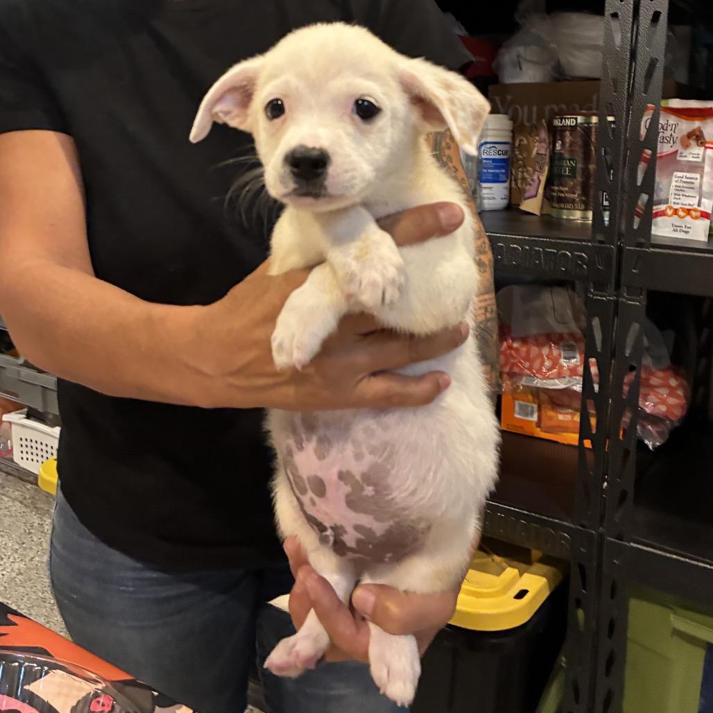 Enlarge Radish, a Adoptable mixed breed in Houston, TX image 4/4