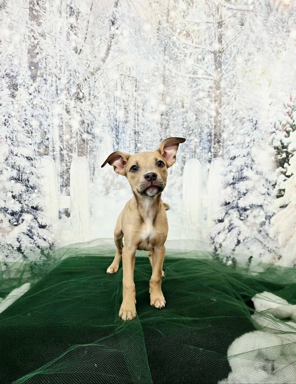 CLARICE. tinycauseadopt@gmail.com, a Adoptable mixed breed in Vandergrift, PA image 1/6