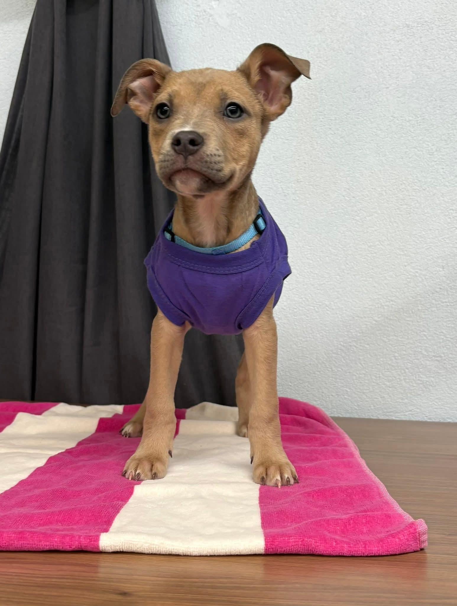 CLARICE. tinycauseadopt@gmail.com, a Adoptable mixed breed in Vandergrift, PA image 2/6