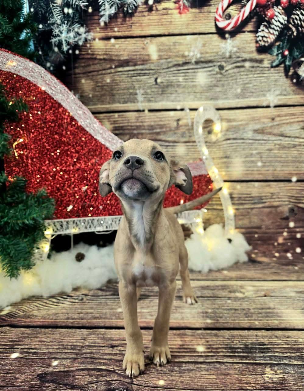 CLARICE. tinycauseadopt@gmail.com, a Adoptable mixed breed in Vandergrift, PA image 3/6