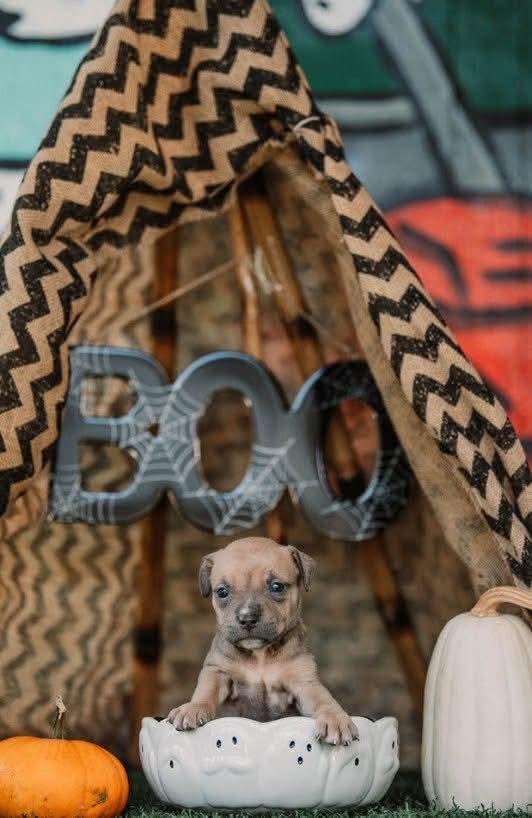 CLARICE. tinycauseadopt@gmail.com