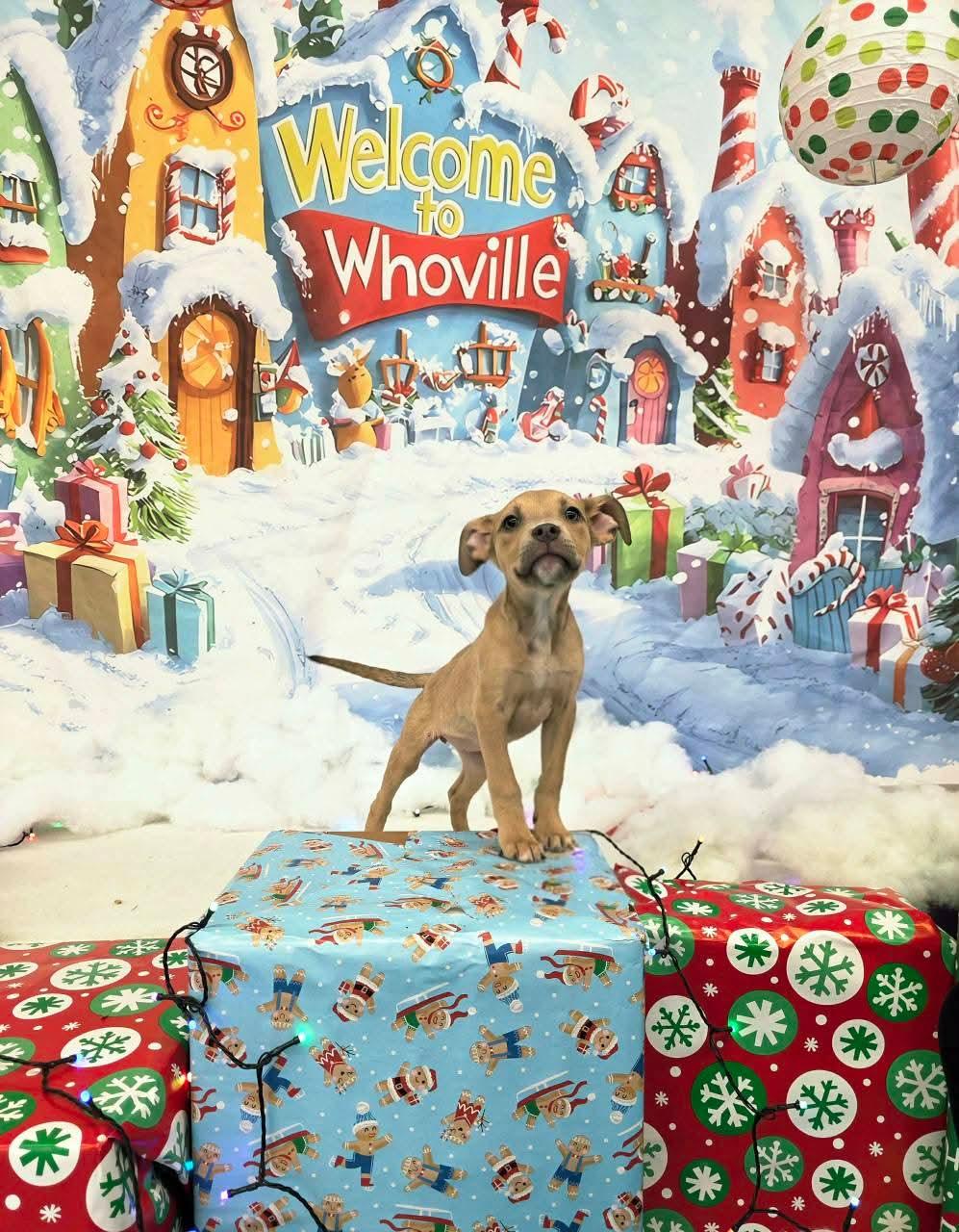 CLARICE. tinycauseadopt@gmail.com, a Adoptable mixed breed in Vandergrift, PA image 5/6