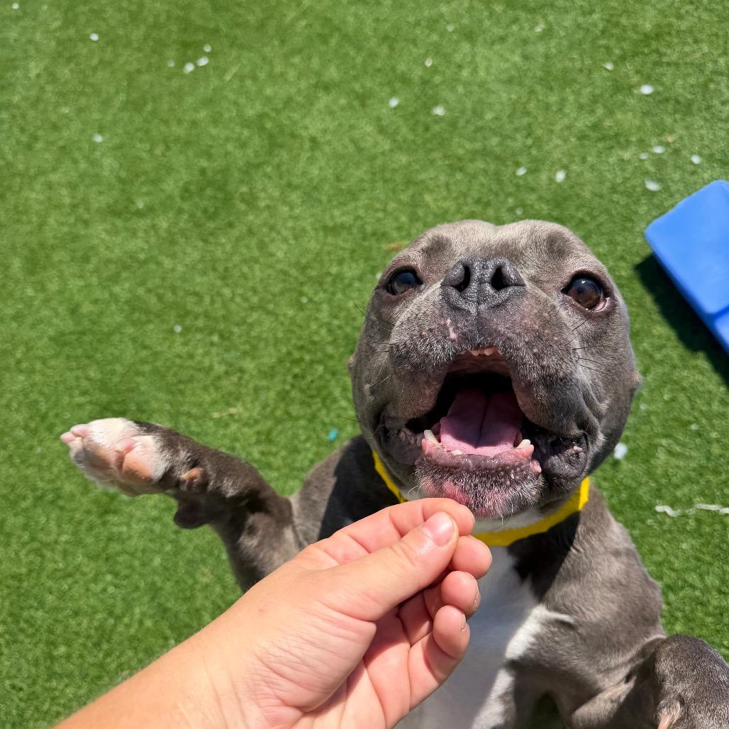 Kiara, Adoptable, Adult Female Mixed Breed.