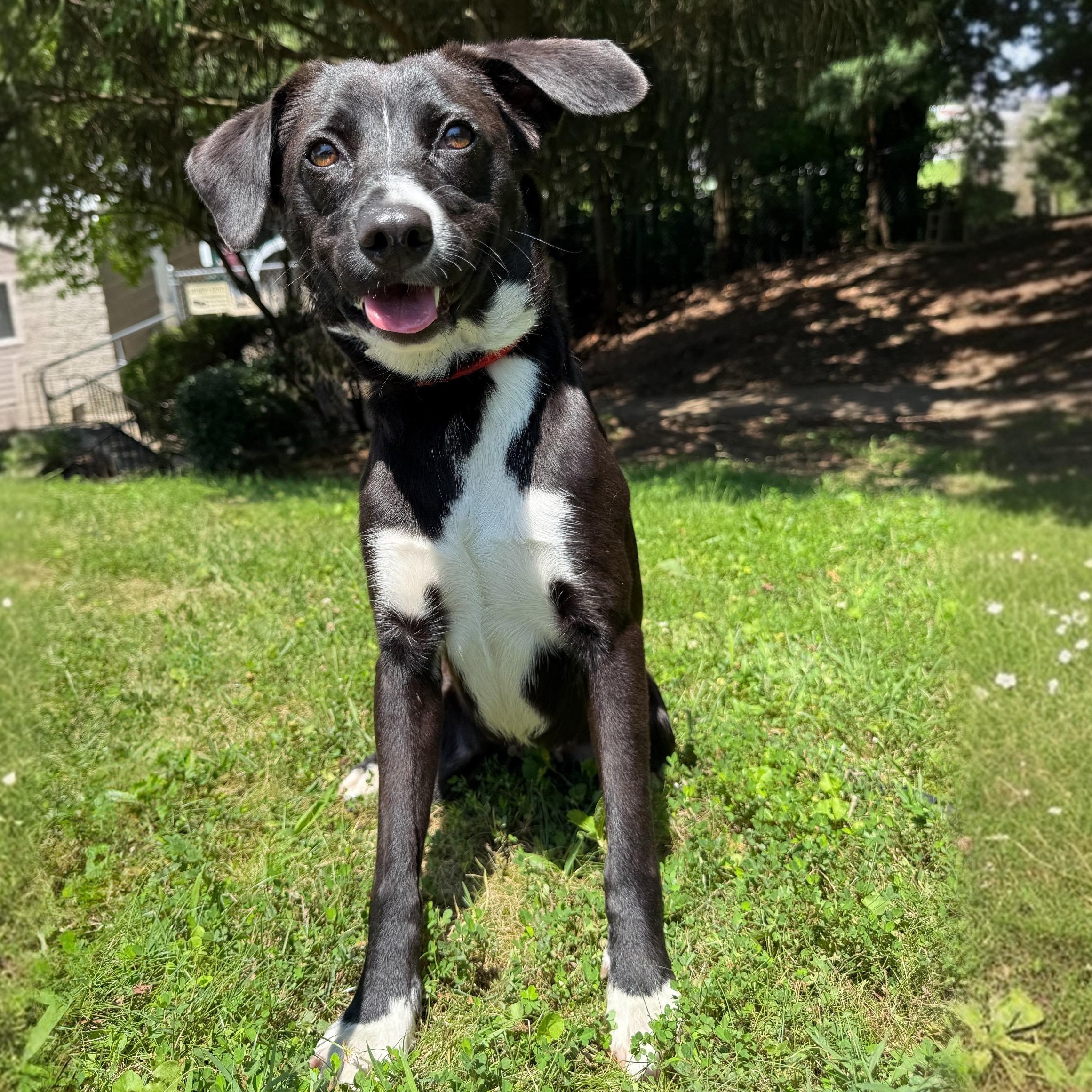 Enlarge Bumpkin, a Adoptable mixed breed in Latrobe, PA image 1/6