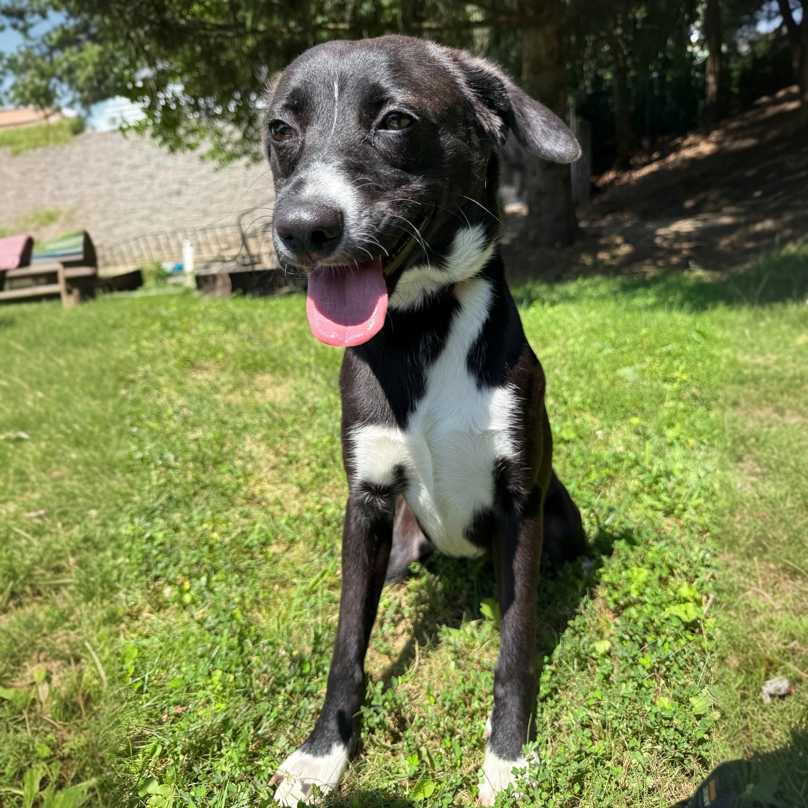 Enlarge Bumpkin, a Adoptable mixed breed in Latrobe, PA image 2/6