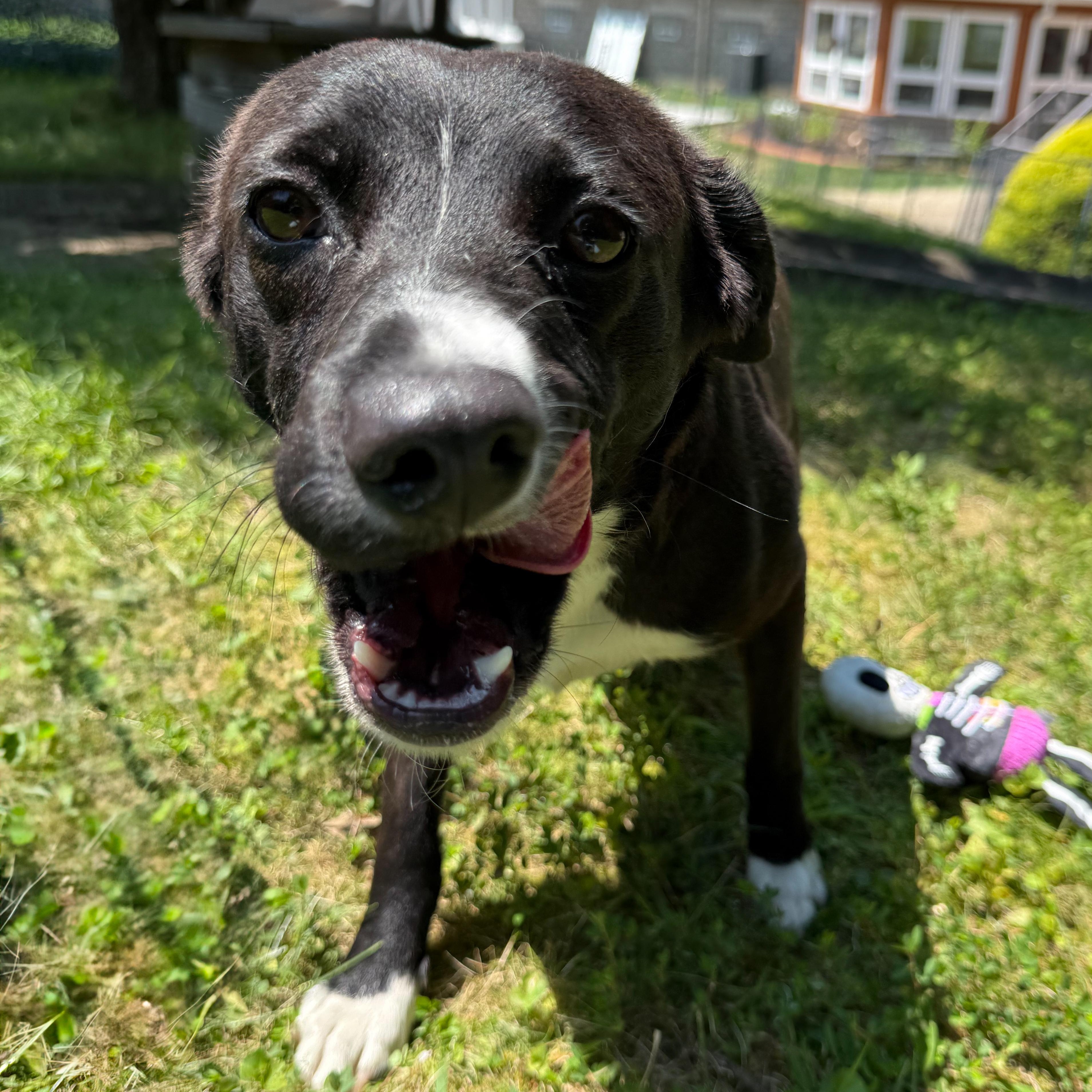 Enlarge Bumpkin, a Adoptable mixed breed in Latrobe, PA image 6/6