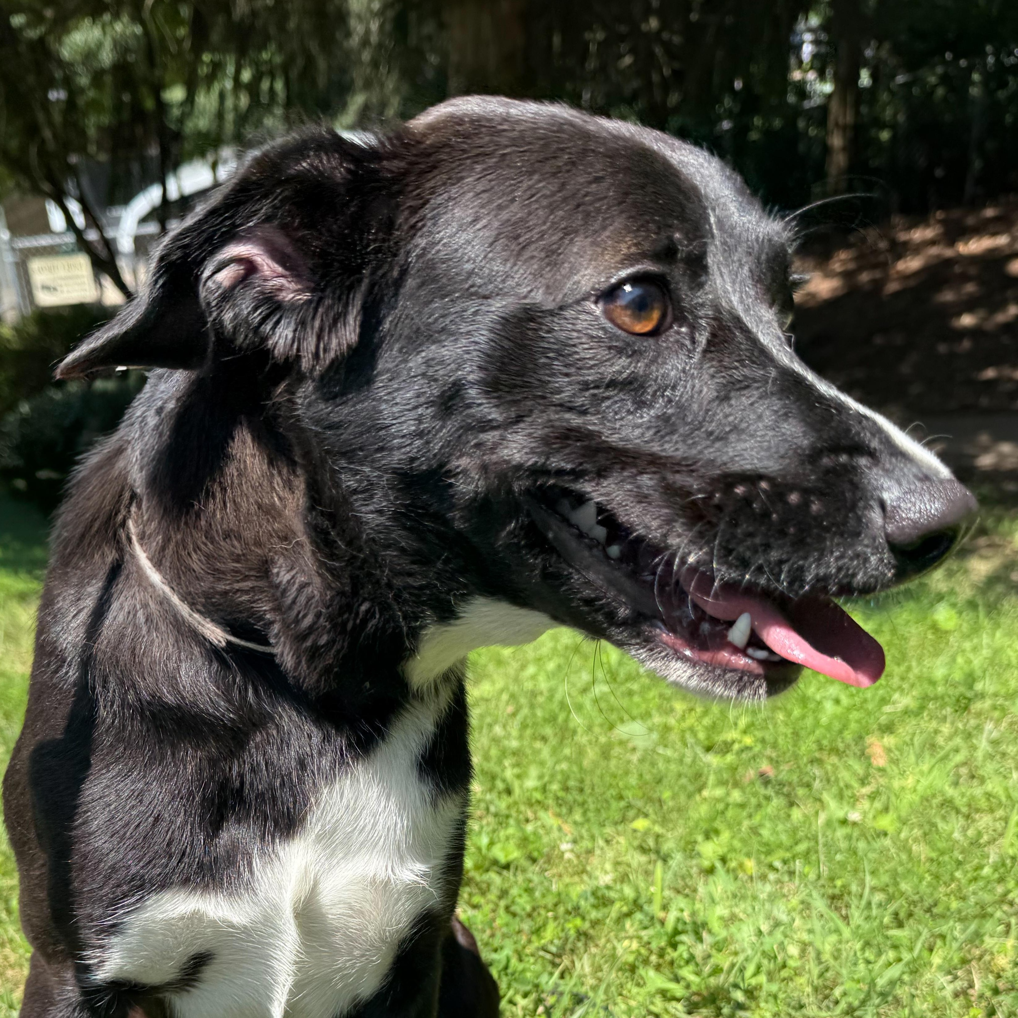 Enlarge Bumpkin, a Adoptable mixed breed in Latrobe, PA image 5/6