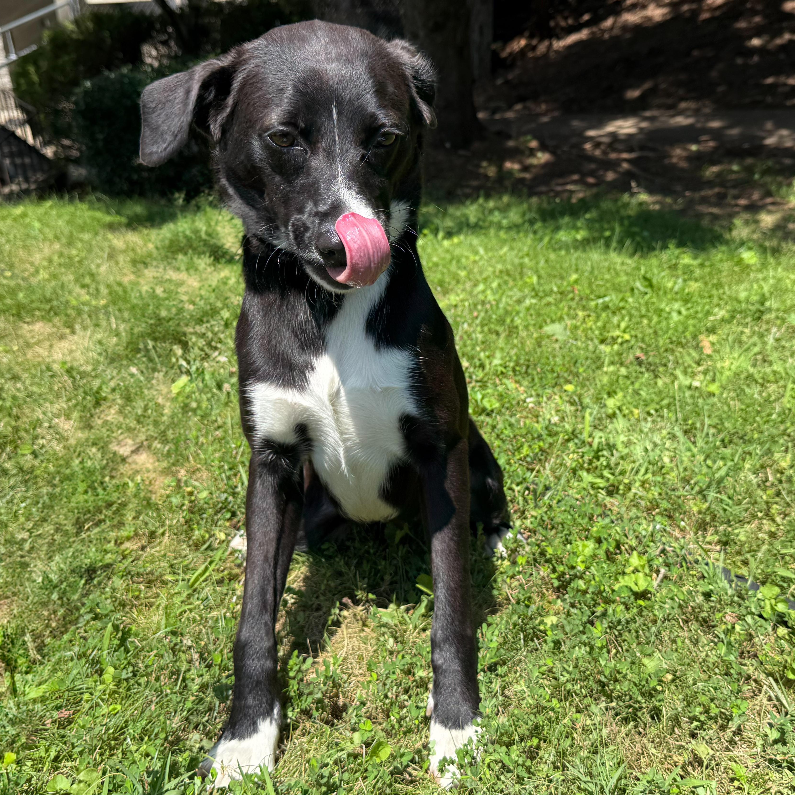 Enlarge Bumpkin, a Adoptable mixed breed in Latrobe, PA image 4/6