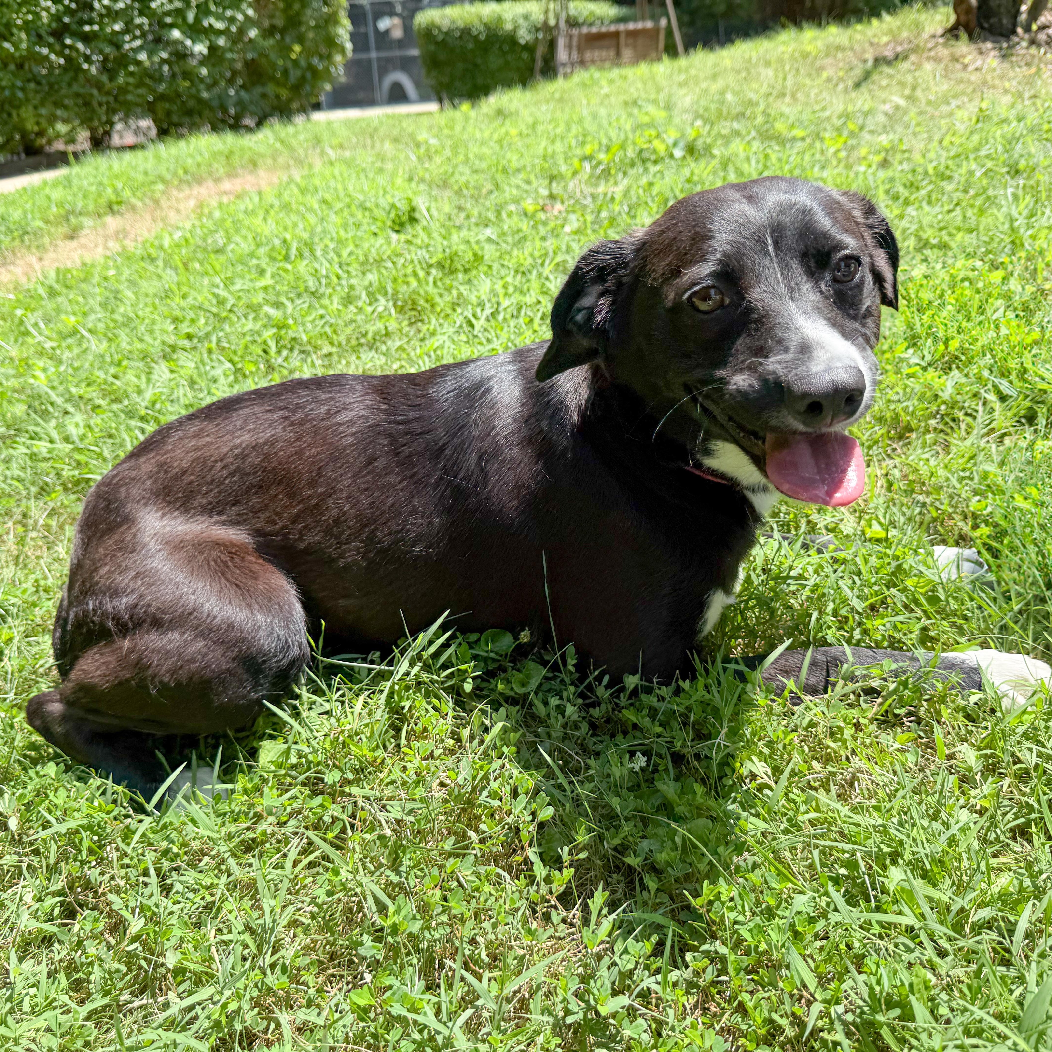 Enlarge Bumpkin, a Adoptable mixed breed in Latrobe, PA image 3/6