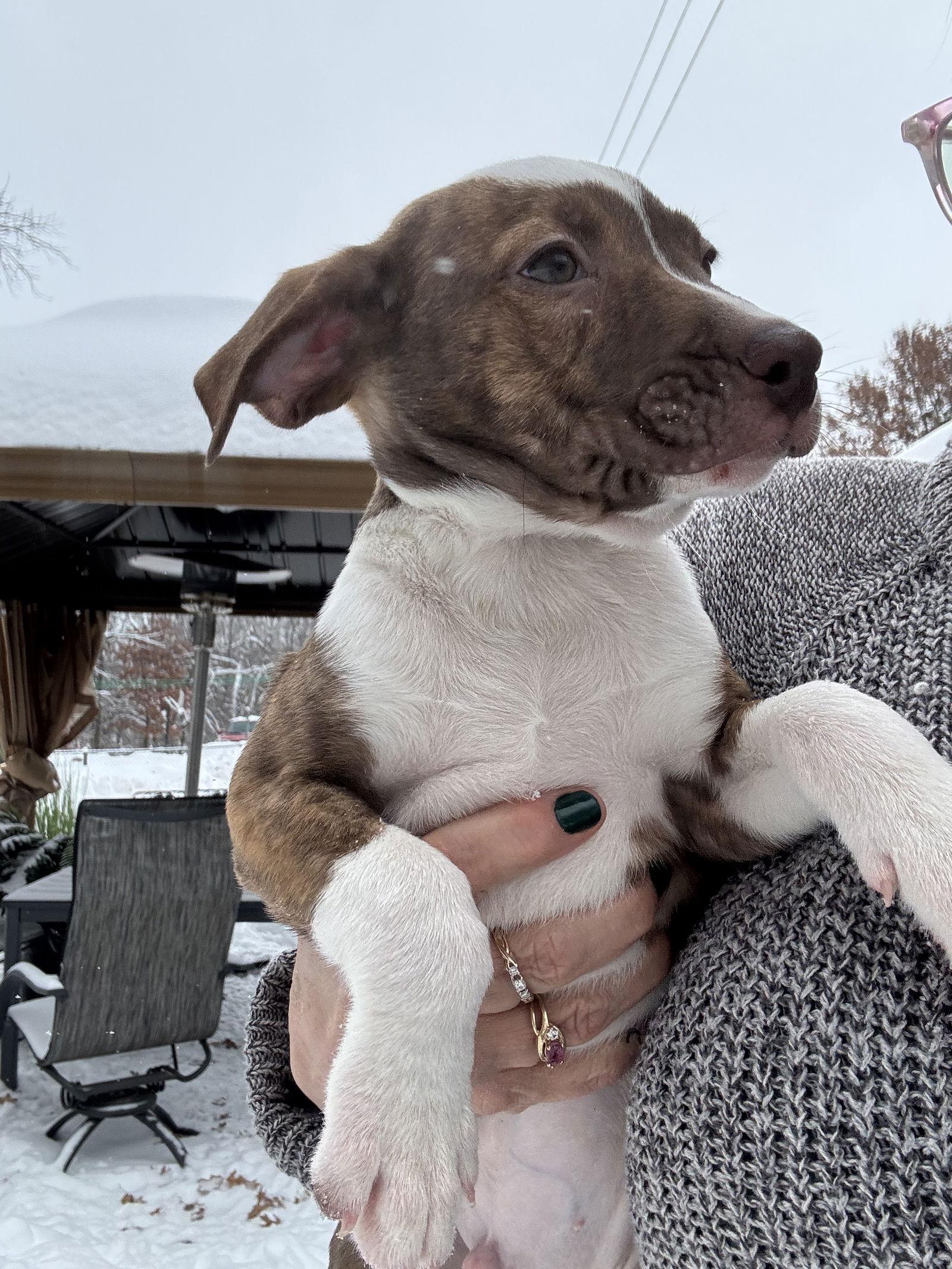 Carmine, a Adoptable mixed breed in Duluth, MN image 1/2
