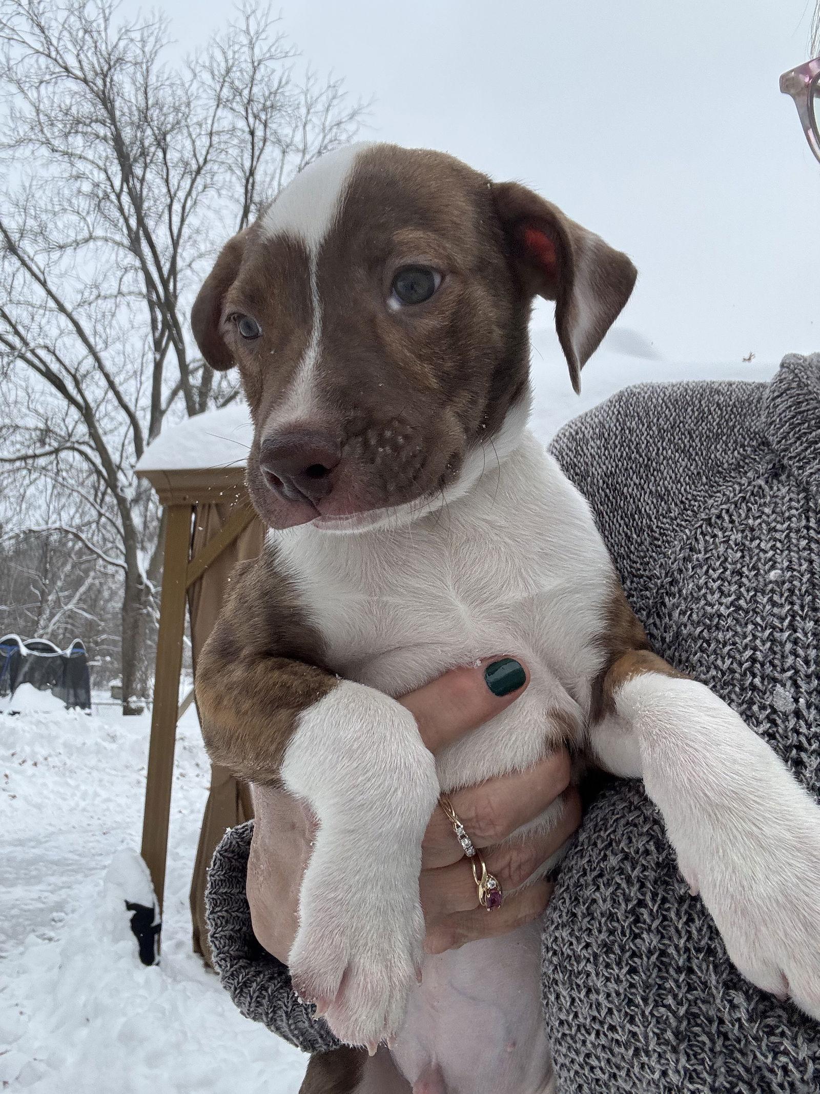 Carmine, a Adoptable mixed breed in Duluth, MN image 2/2