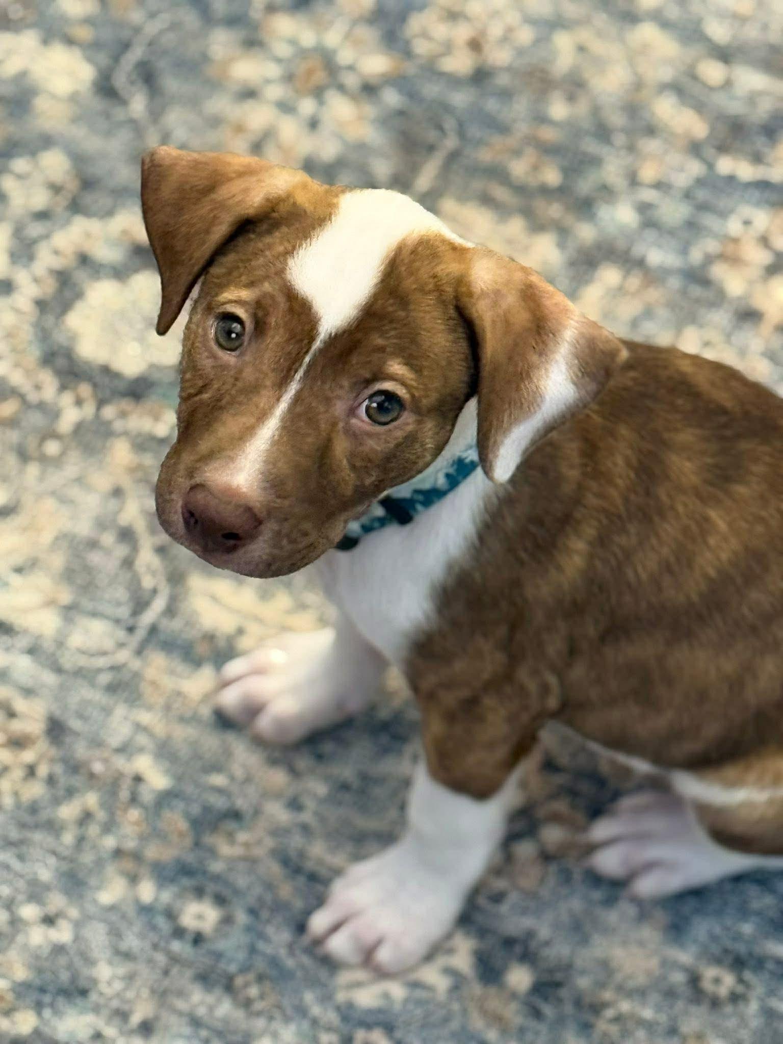 Enlarge Carmine, a Adoptable mixed breed in Duluth, MN image 2/3