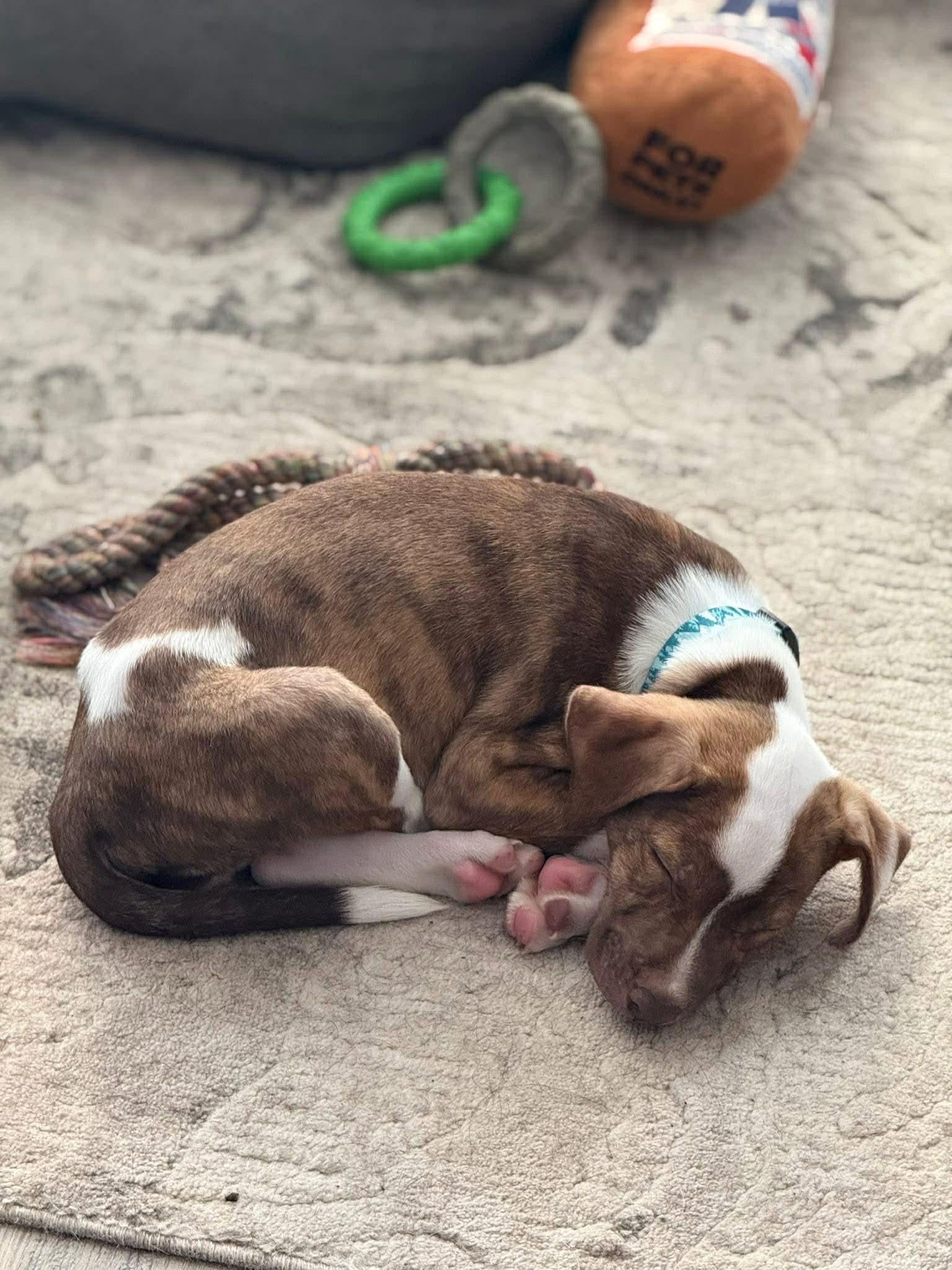 Enlarge Carmine, a Adoptable mixed breed in Duluth, MN image 3/3