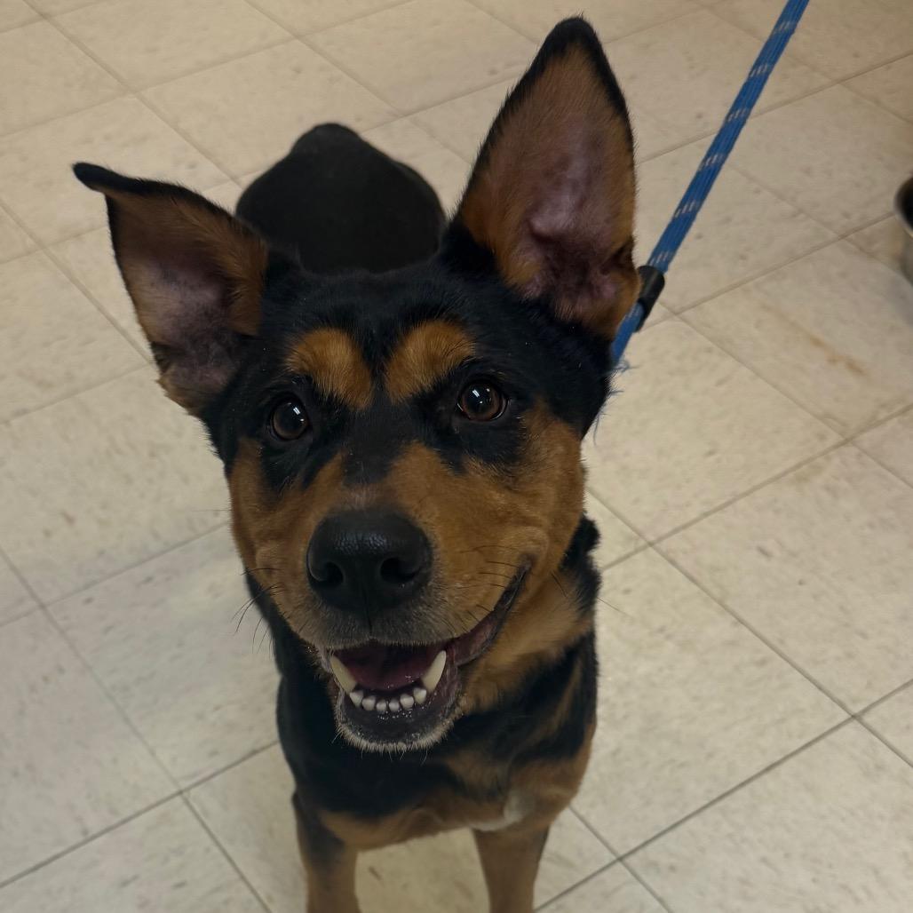 Enlarge Dior, a Adoptable Shepherd in Jacksonville, AR image 1/1