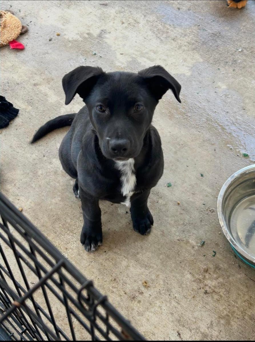 Enlarge Bessie Coleman, an adopted mixed breed in Toledo, OH image 3/5