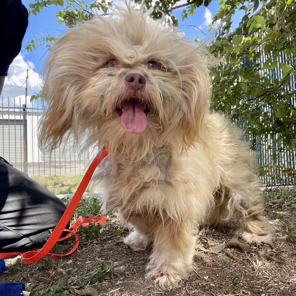 Fizgig, Adoptable, Adult Female Shih Tzu & Mixed Breed.