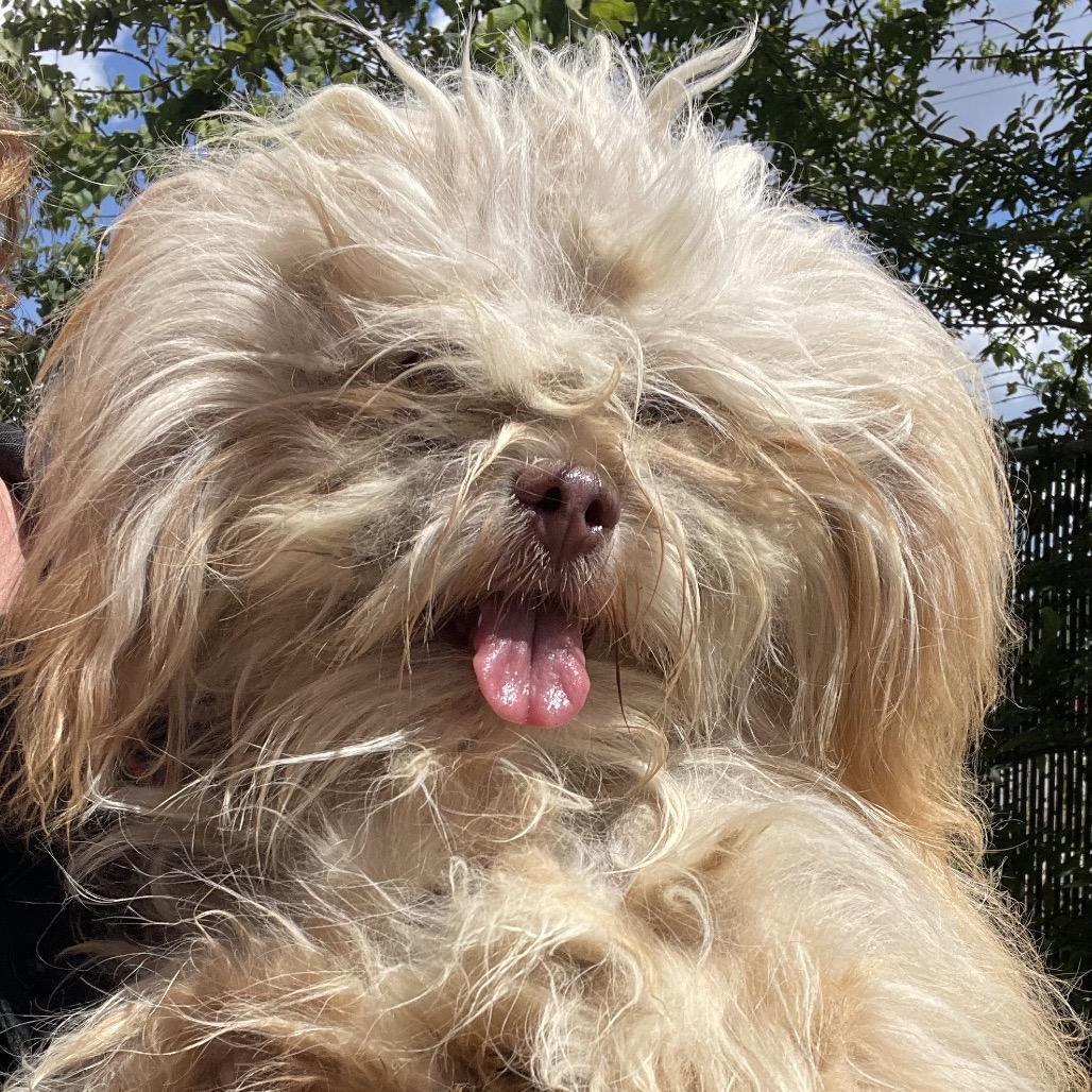 Enlarge Fizgig, a Adoptable mixed breed in Wimberley, TX image 2/6