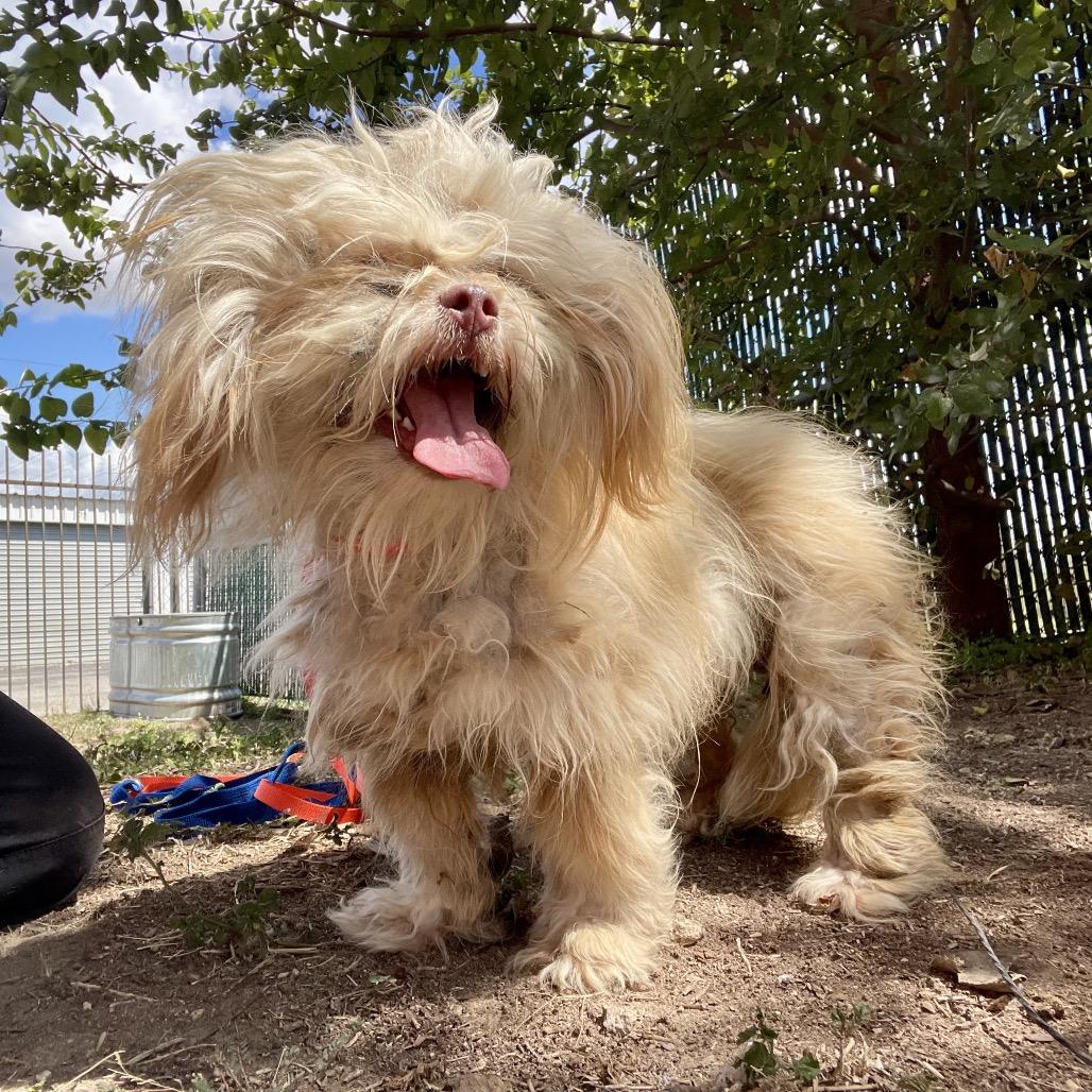 Enlarge Fizgig, a Adoptable mixed breed in Wimberley, TX image 3/6