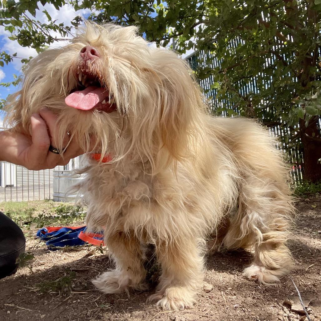 Enlarge Fizgig, a Adoptable mixed breed in Wimberley, TX image 5/6