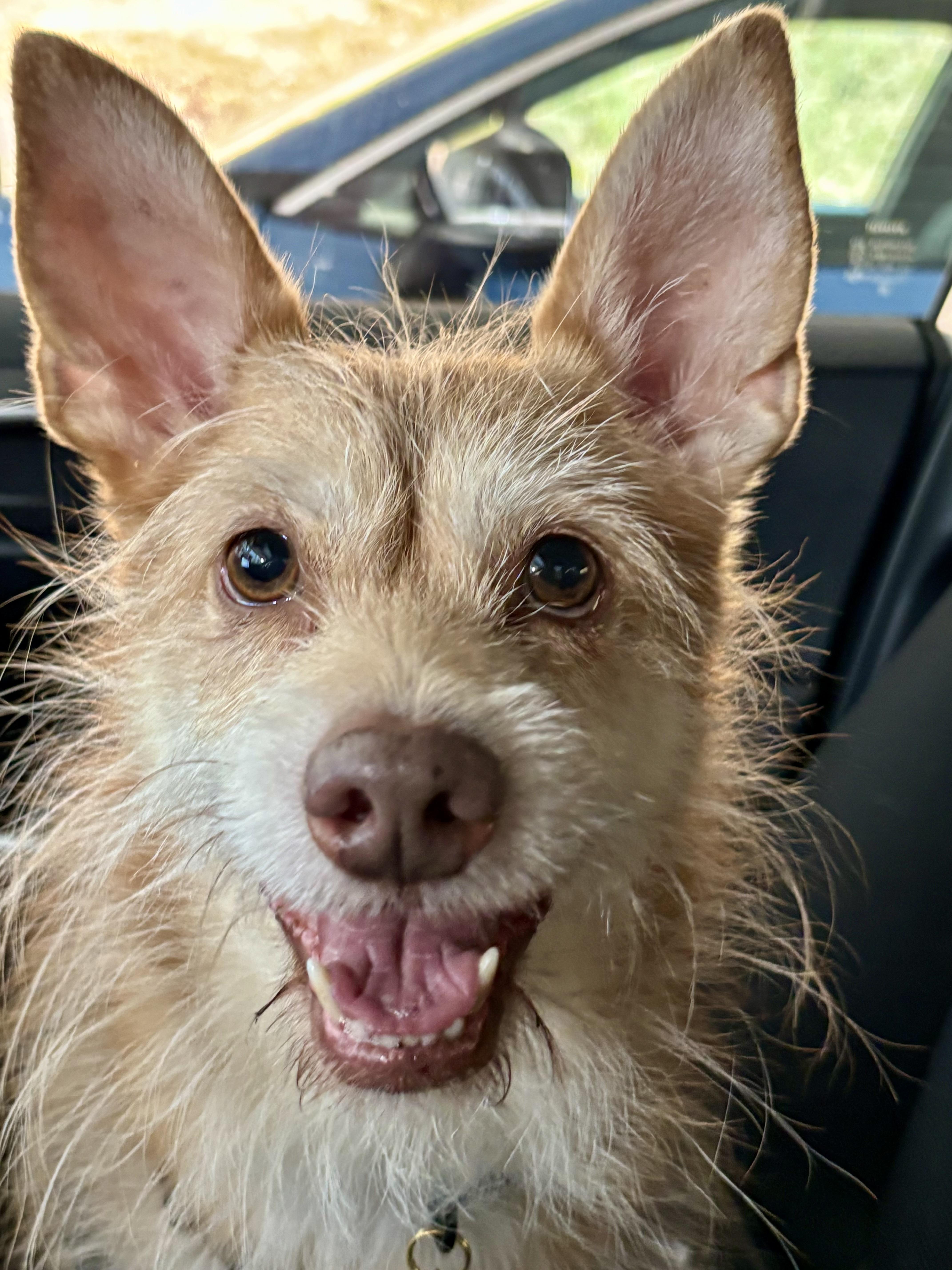Mateo, Adoptable, Adult Male Cairn Terrier.