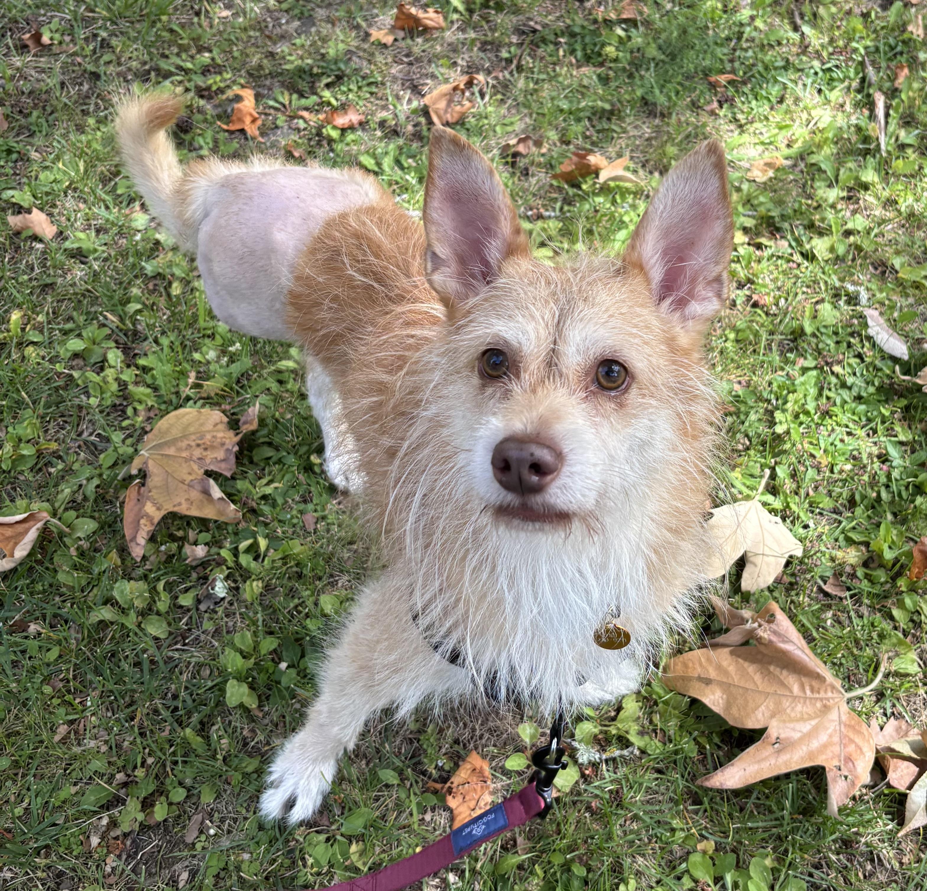 Mateo, a Adoptable mixed breed in Oakland, CA image 3/4