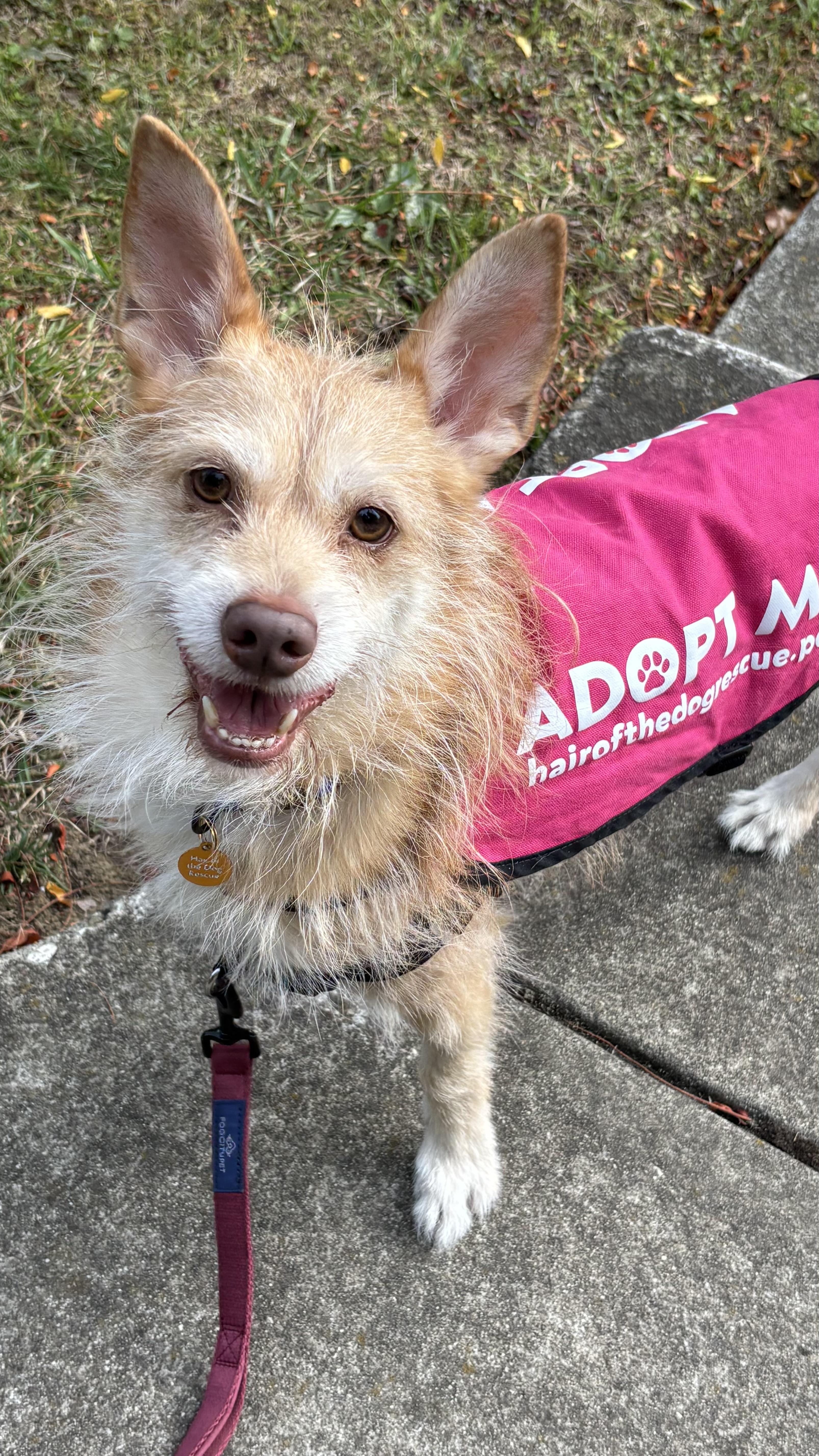 Mateo, a Adoptable mixed breed in Oakland, CA image 2/4