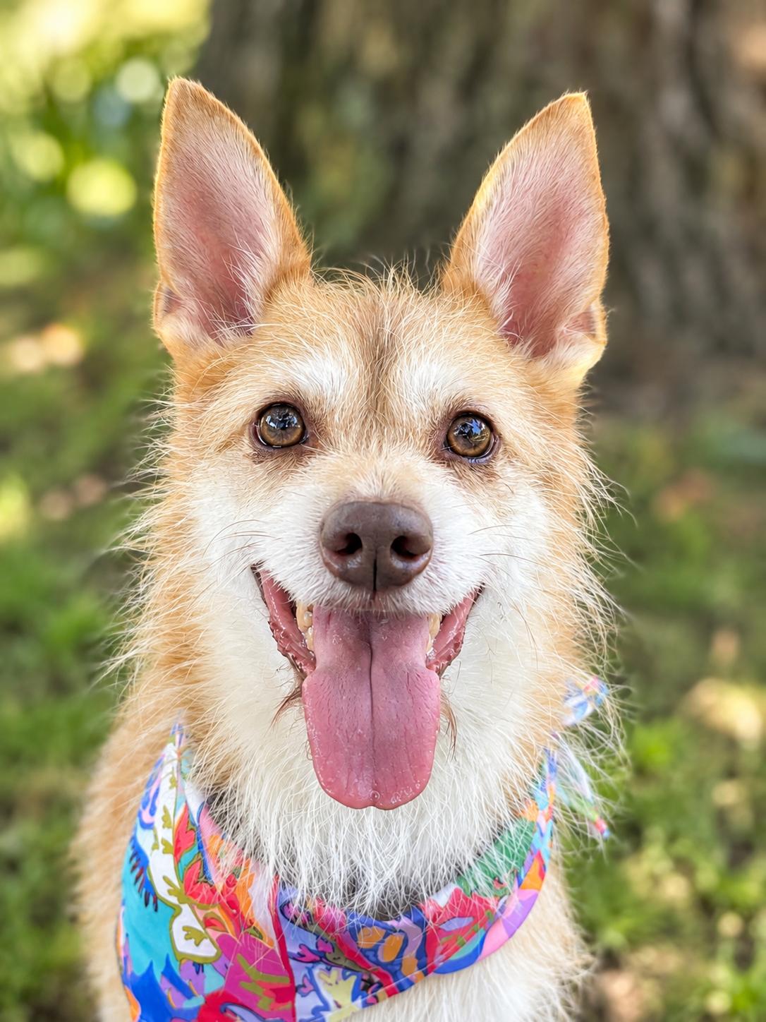 Enlarge Mateo, a Adoptable mixed breed in Oakland, CA image 1/4