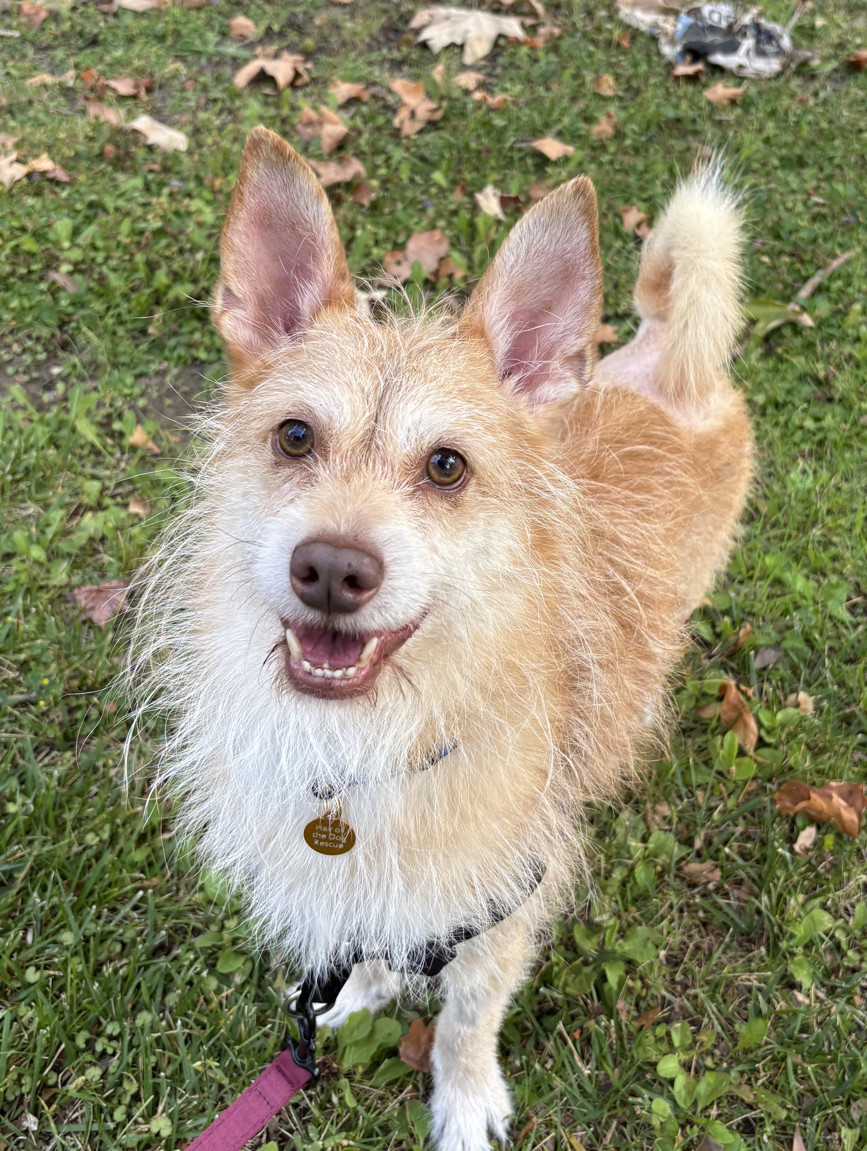 Mateo, a Adoptable mixed breed in Oakland, CA image 4/4