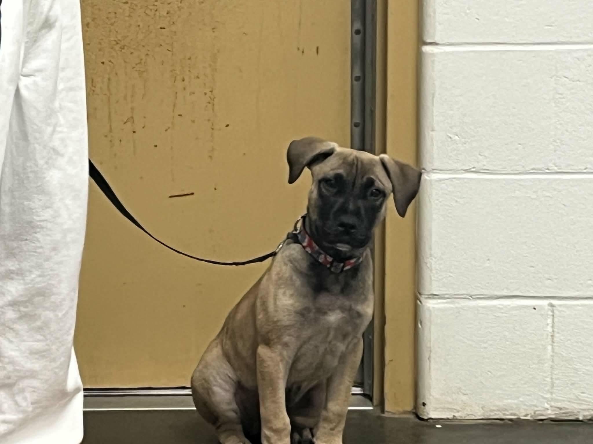 Enlarge Brutus, a Adoptable mixed breed in Douglas, MA image 5/6