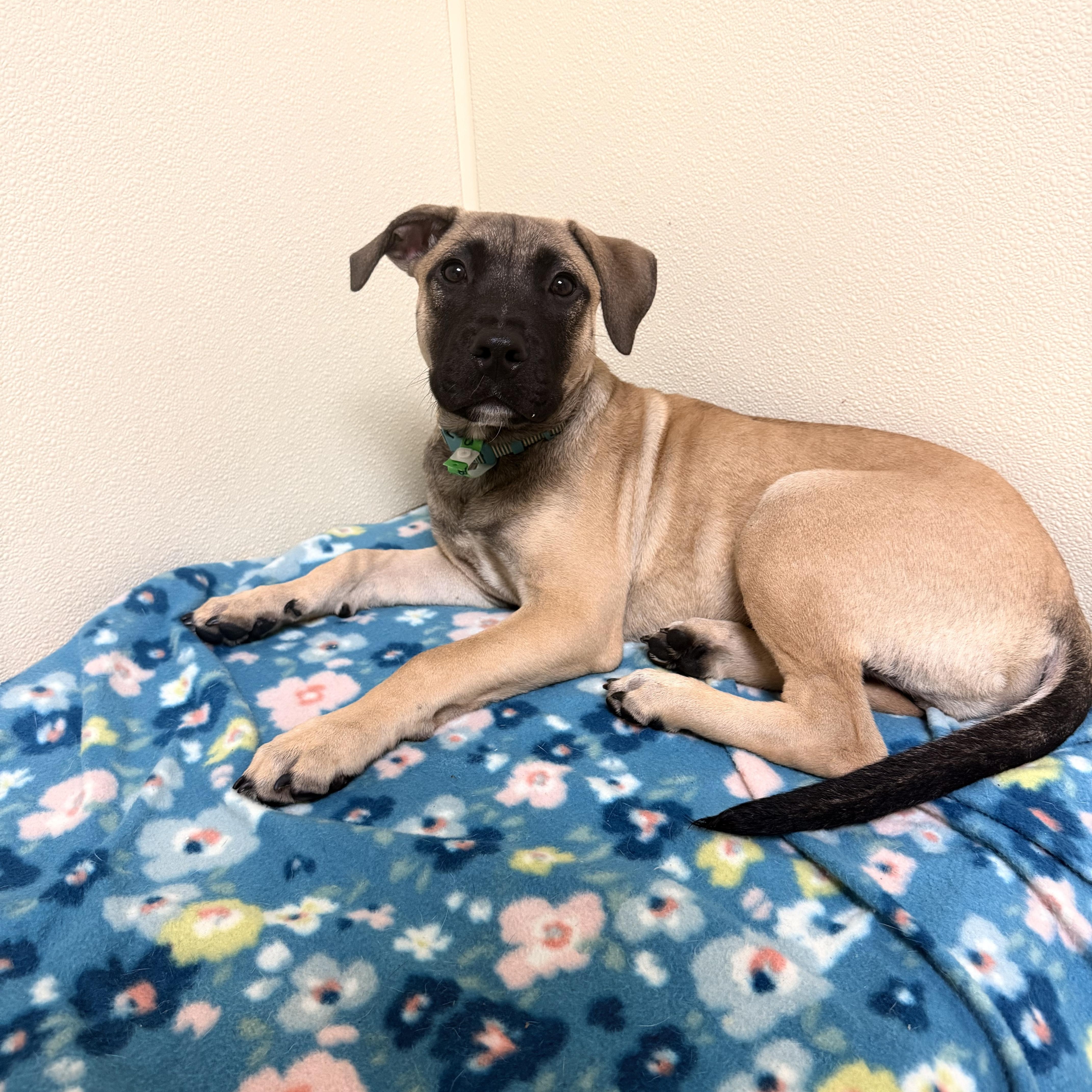 Enlarge Brutus, a Adoptable mixed breed in Douglas, MA image 2/6