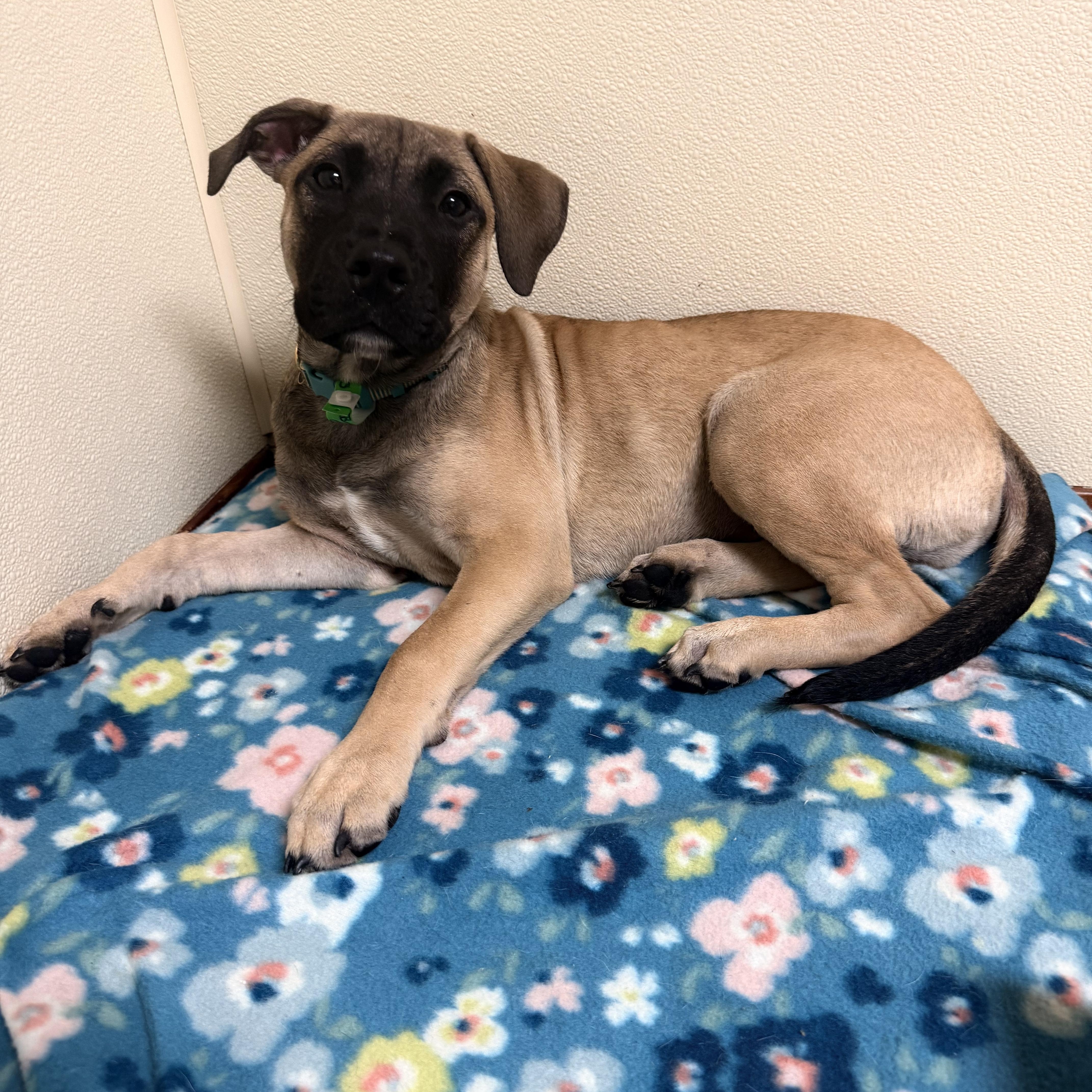 Brutus, Adoptable, Puppy Male Mixed Breed.